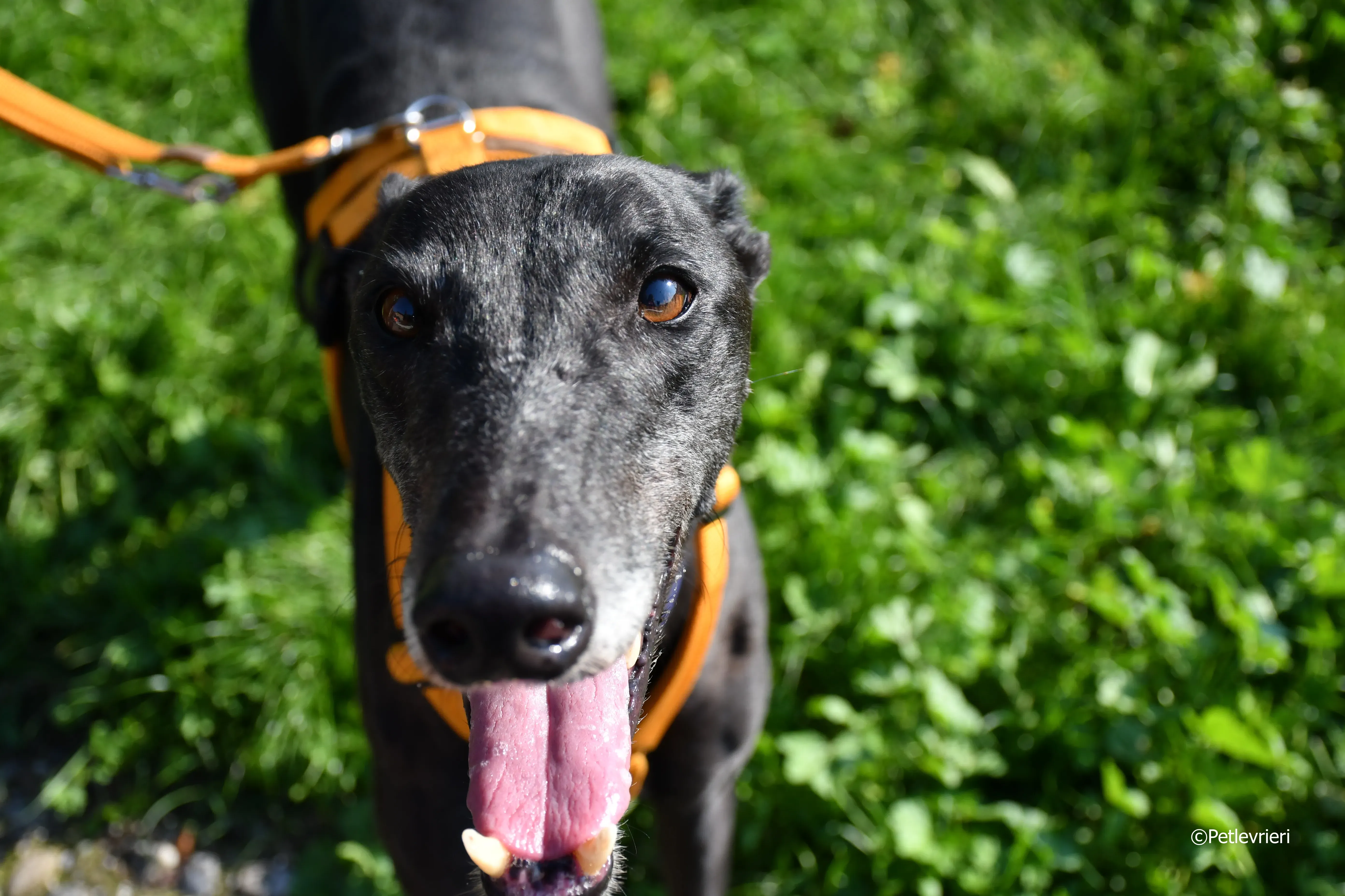 joyful town adozione greyhound macao 22