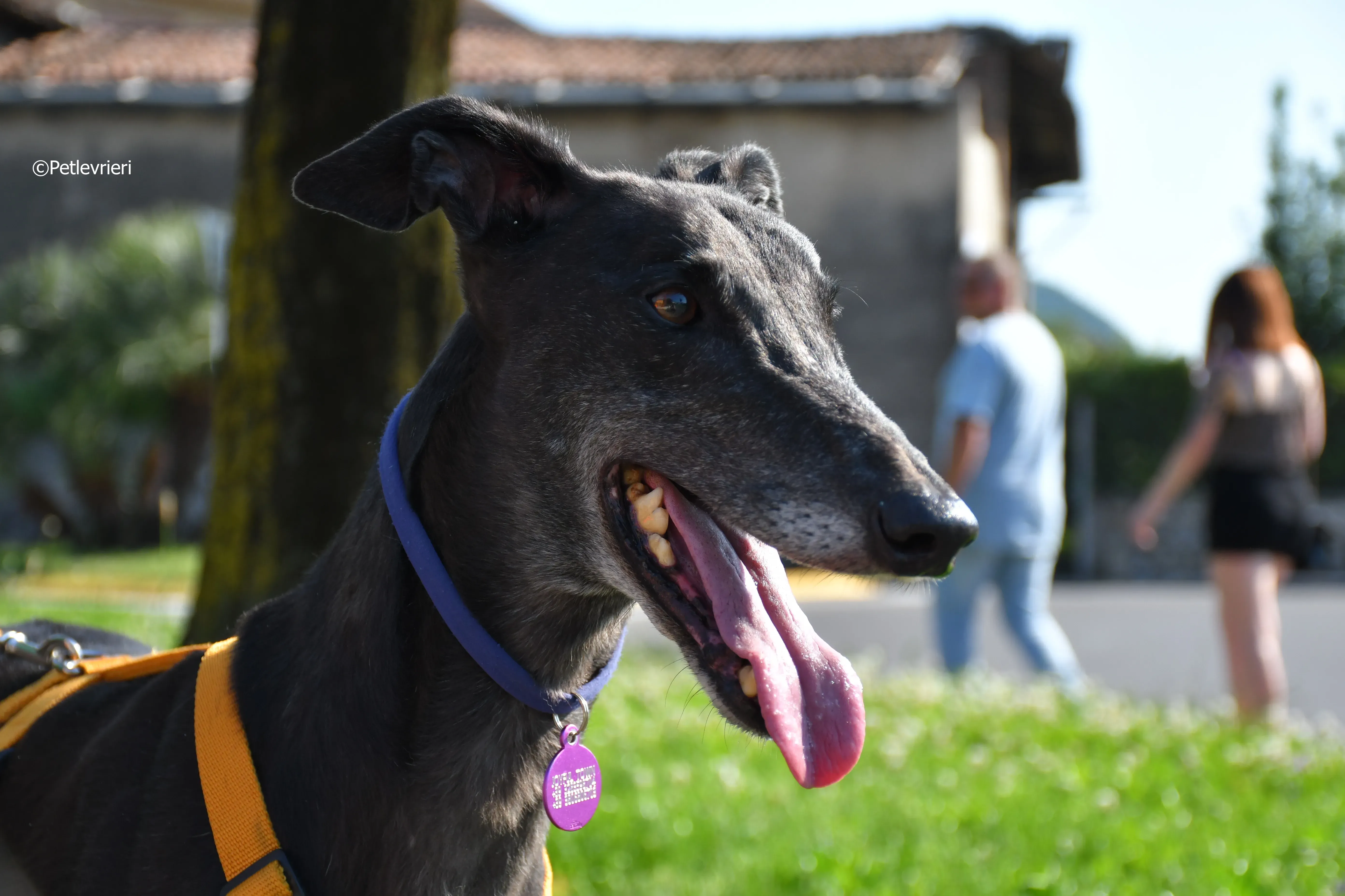 joyful town adozione greyhound macao 23