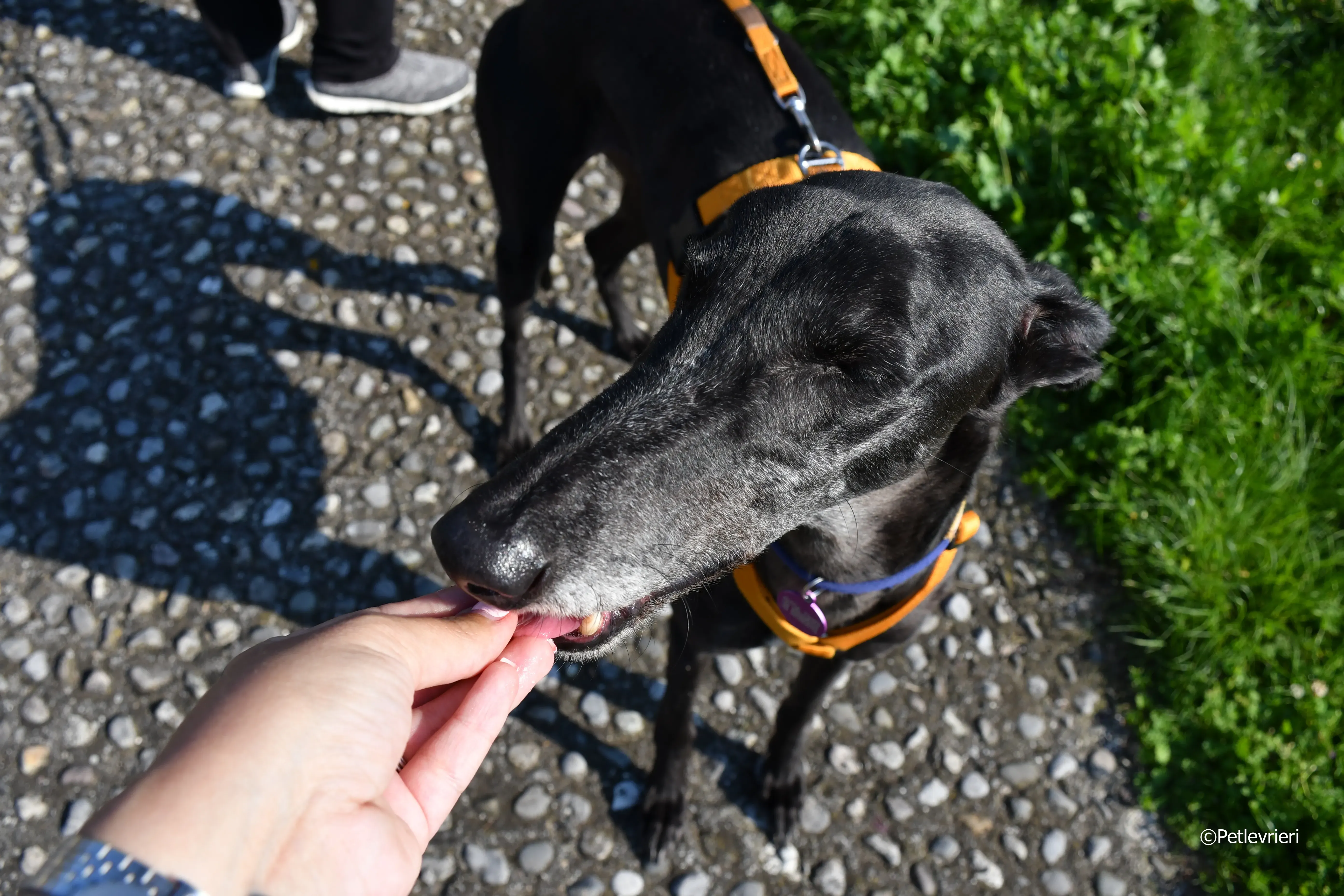 joyful town adozione greyhound macao 24