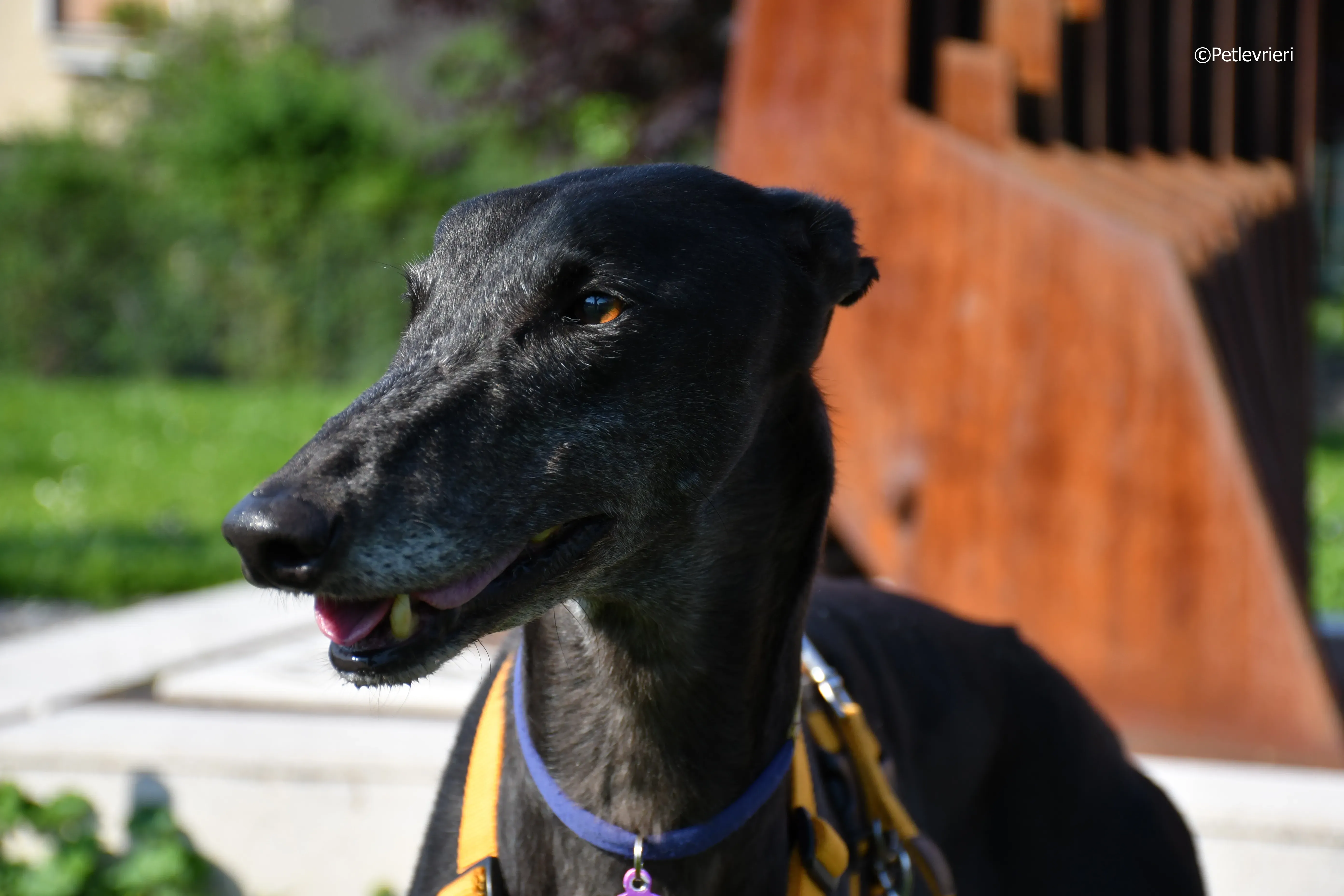 joyful town adozione greyhound macao 25