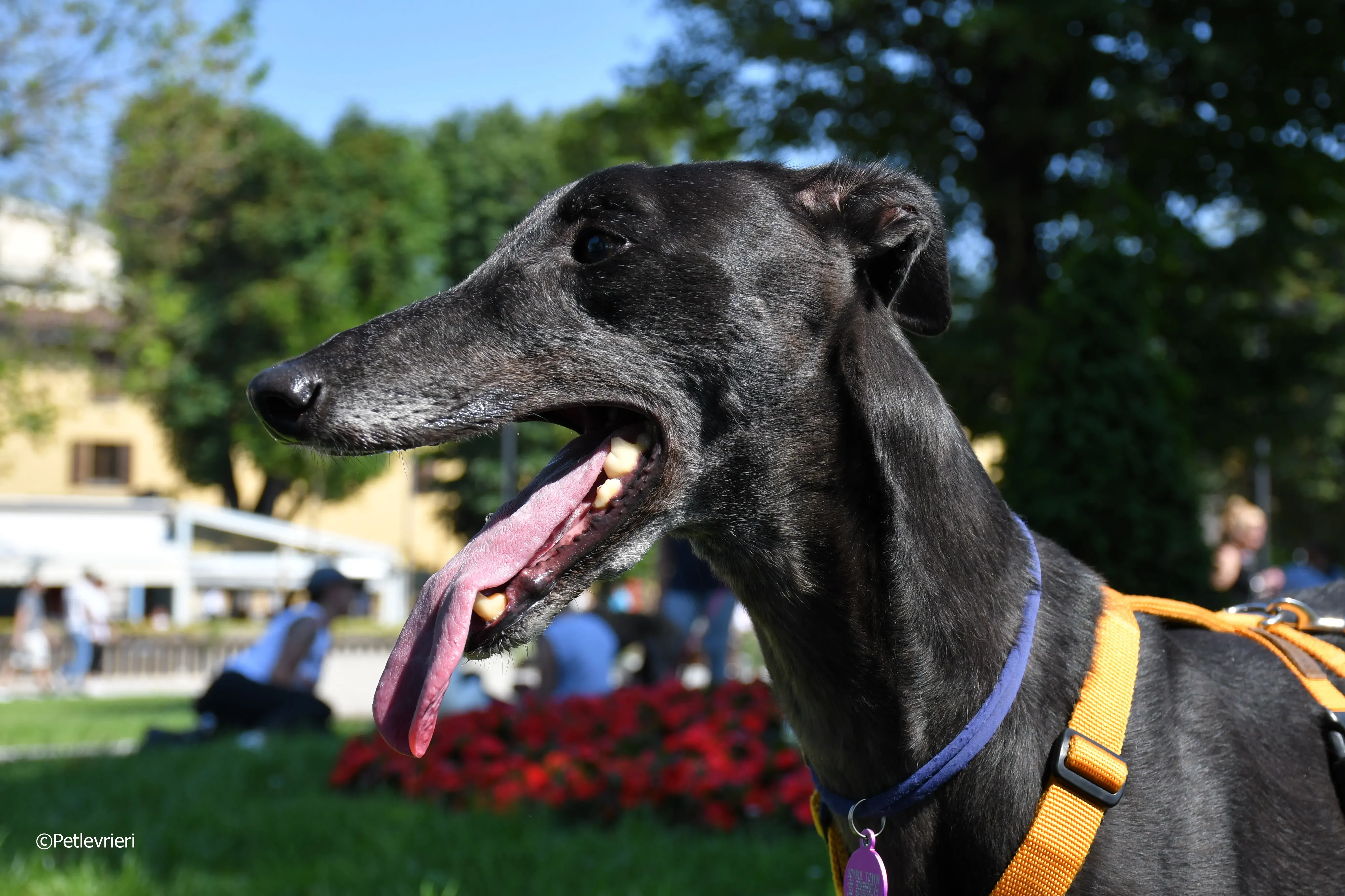 joyful town adozione greyhound macao 3 3