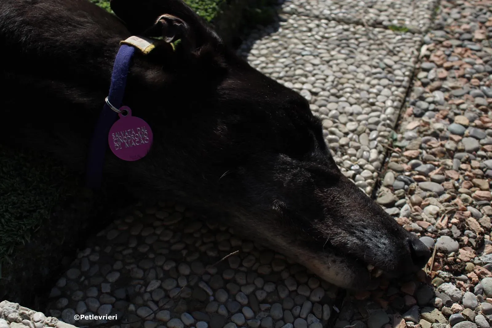 joyful town adozione greyhound macao 4 2