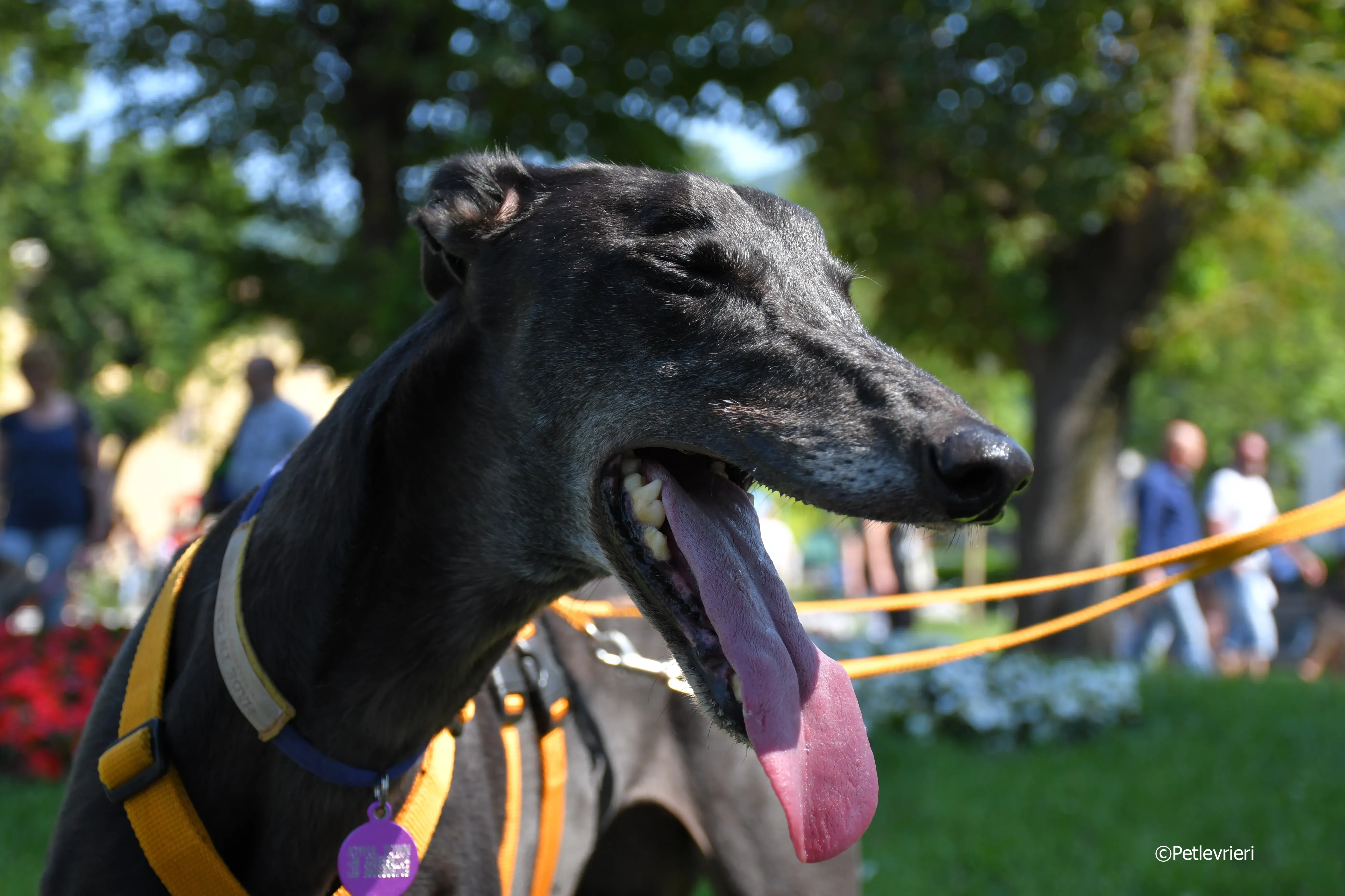 joyful town adozione greyhound macao 4 3