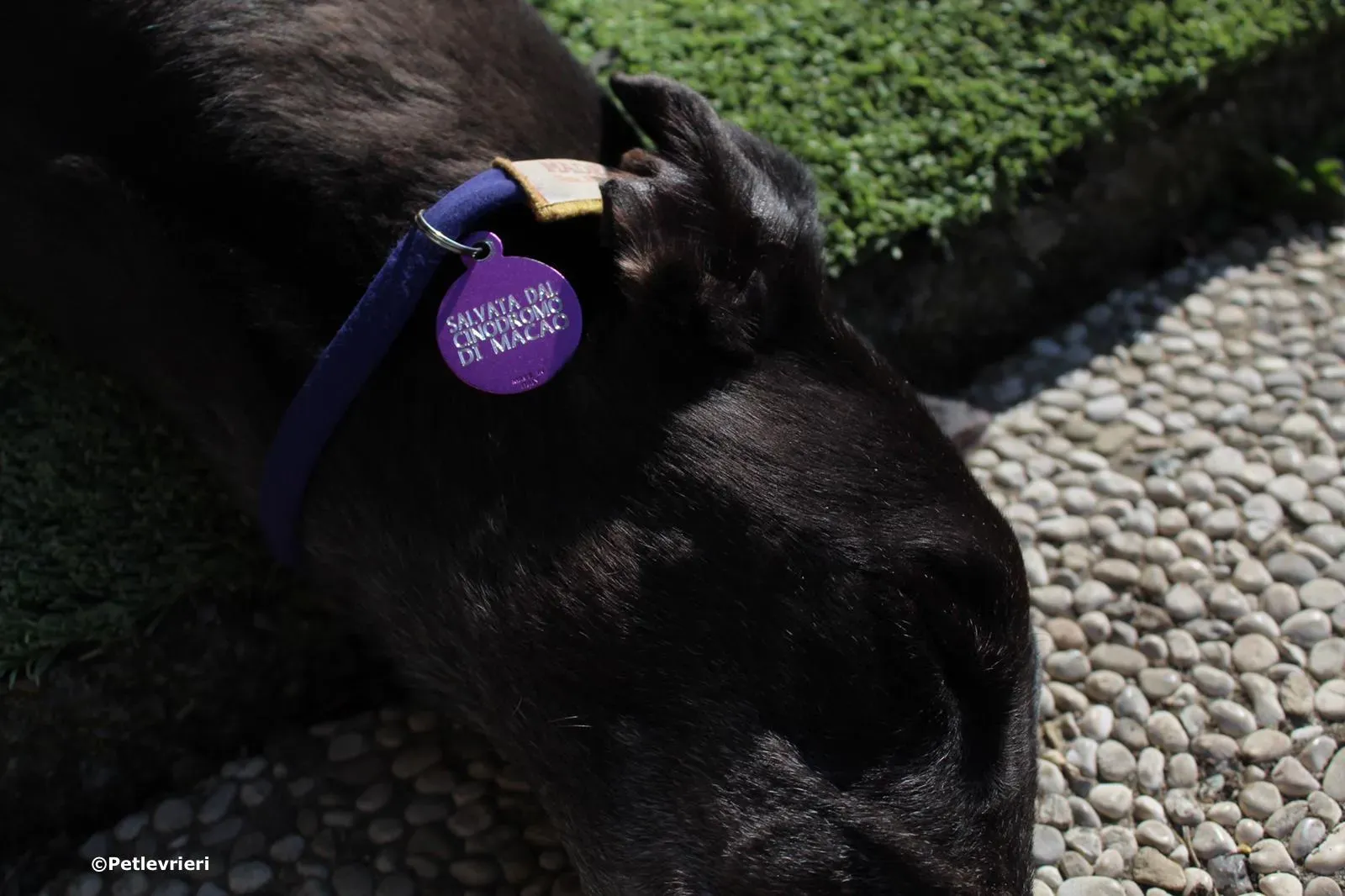 joyful town adozione greyhound macao 5 2