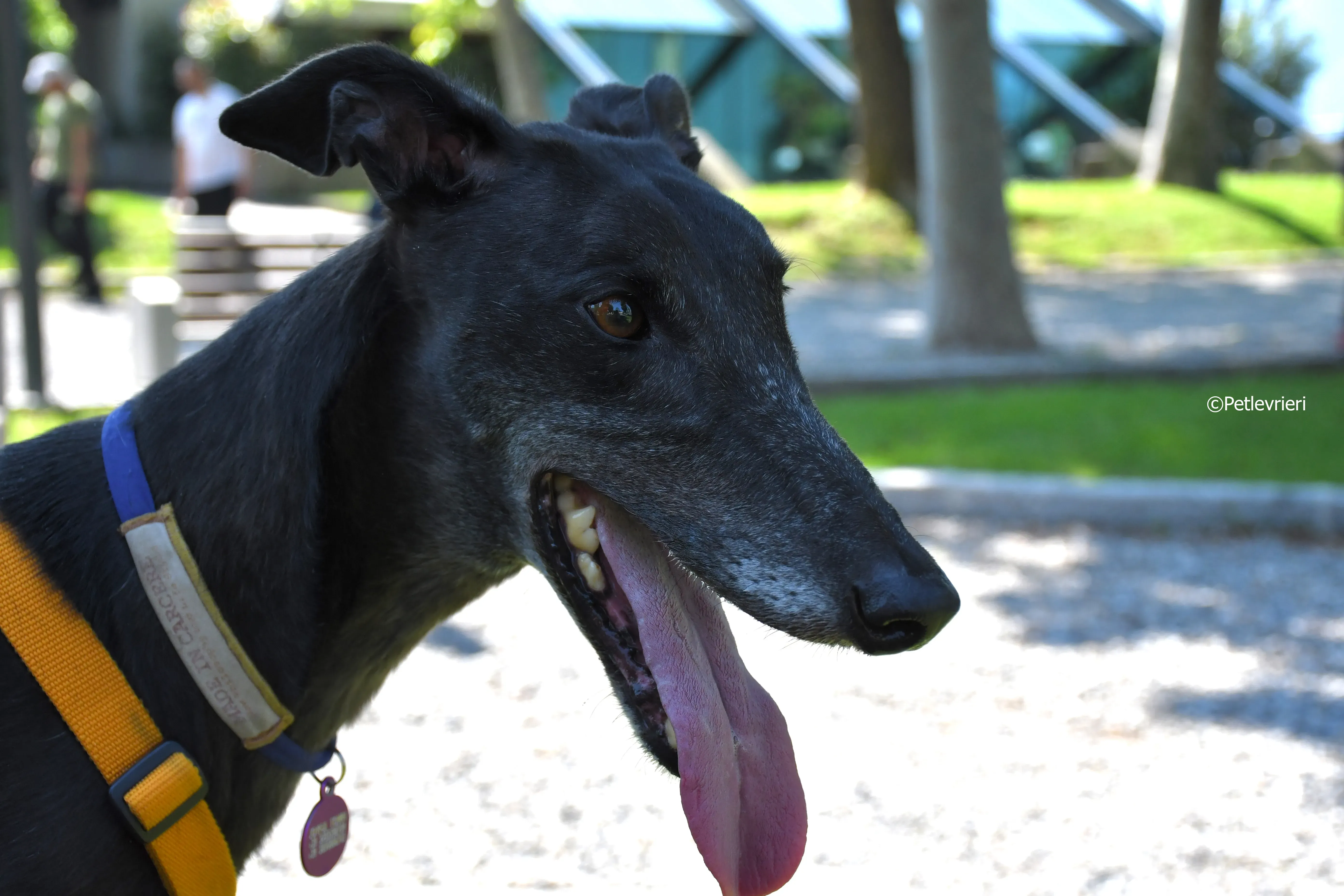 joyful town adozione greyhound macao 5 3