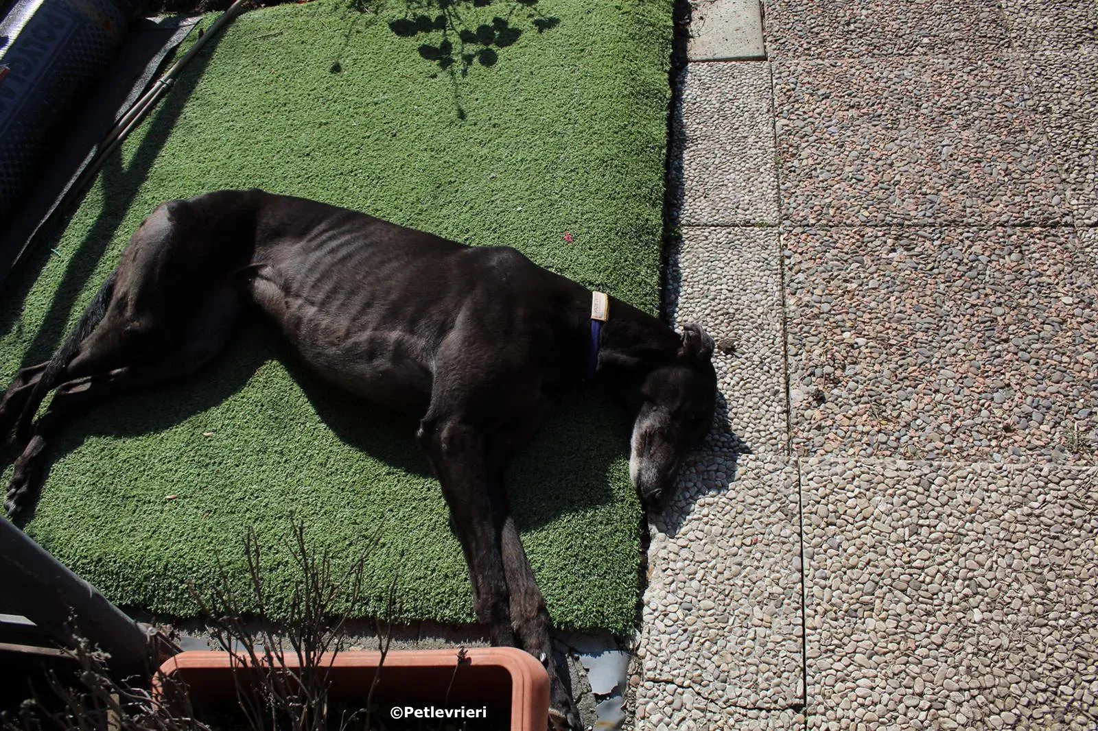 joyful town adozione greyhound macao 6 2