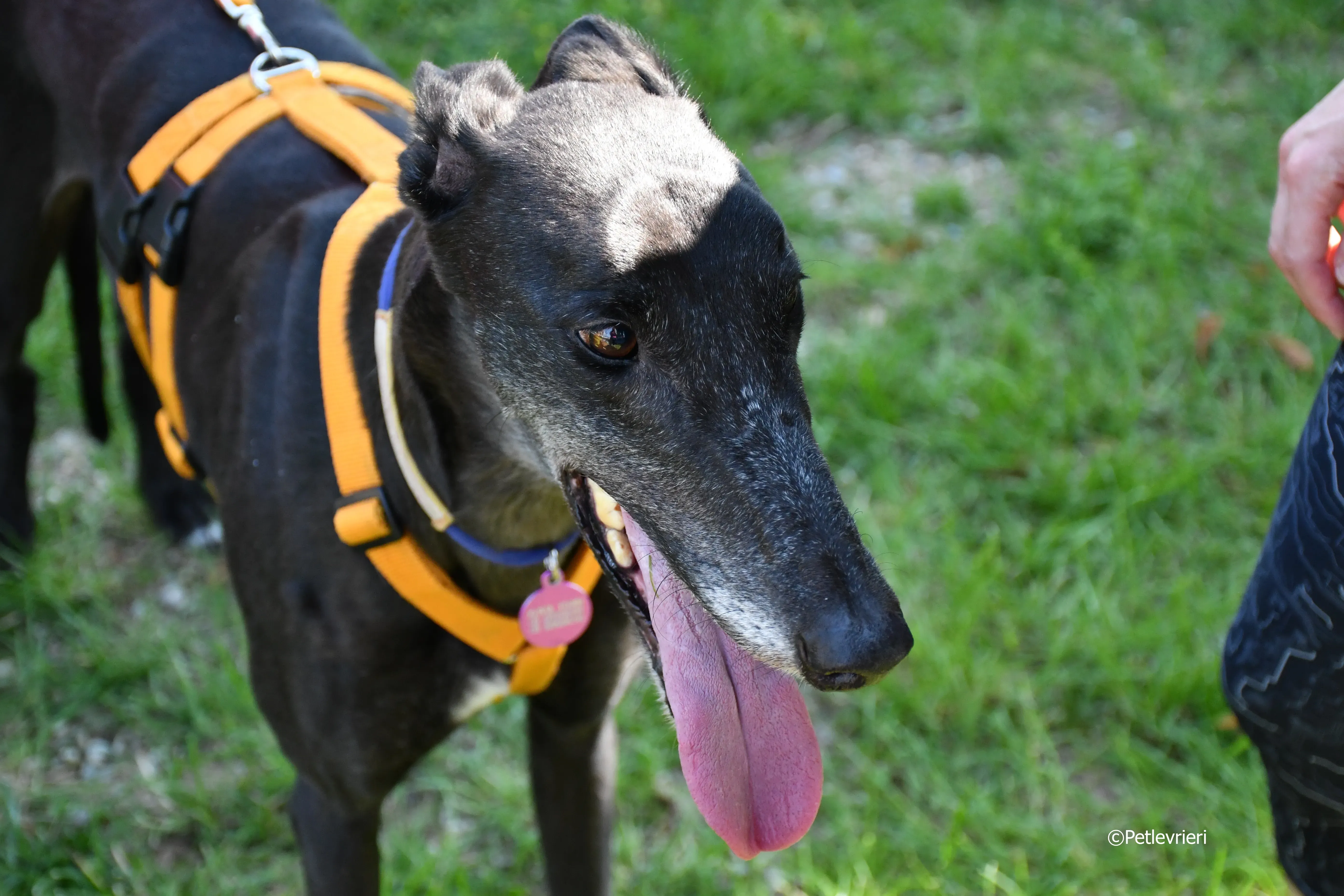 joyful town adozione greyhound macao 6 3