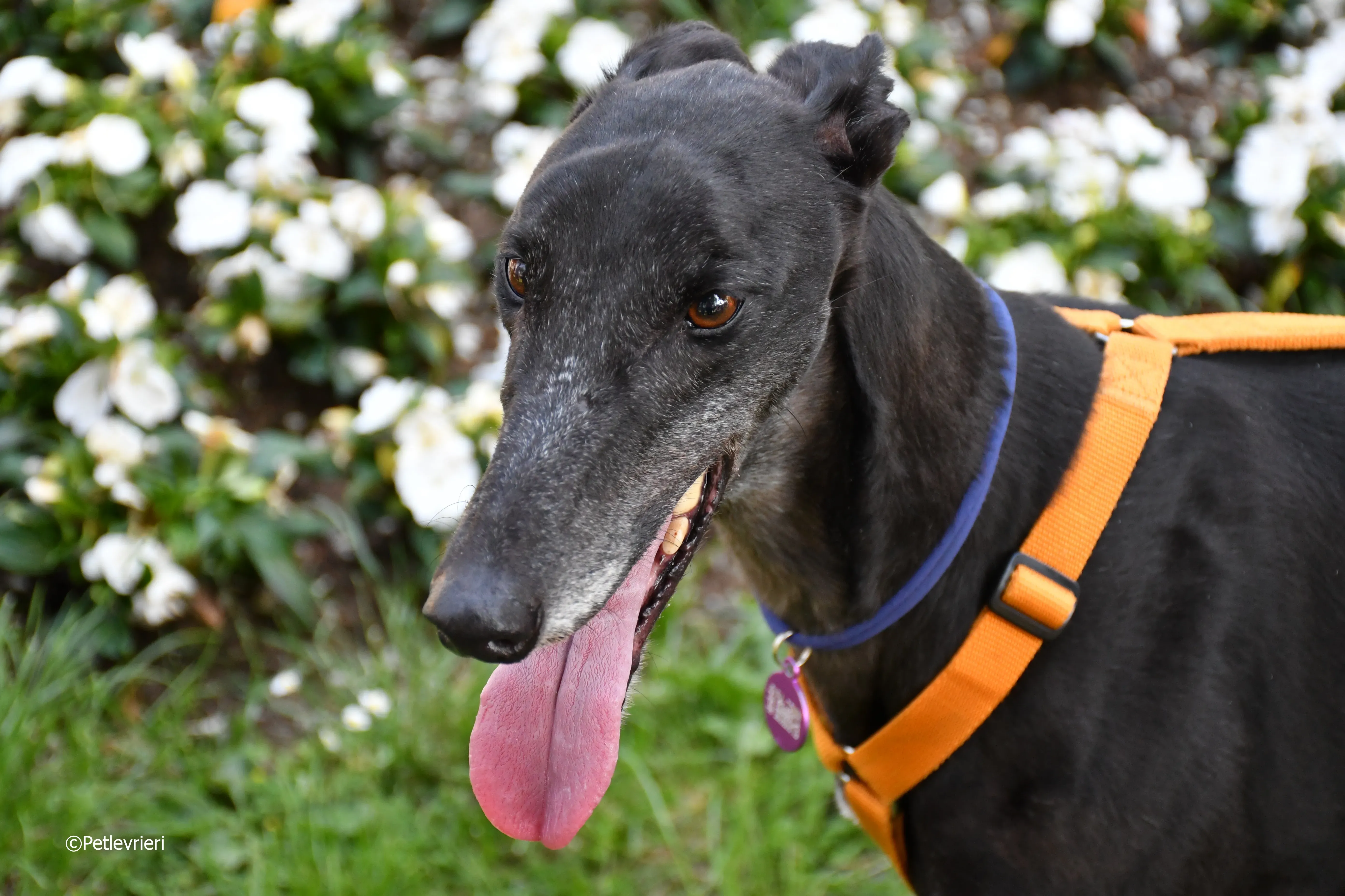 joyful town adozione greyhound macao 7 1