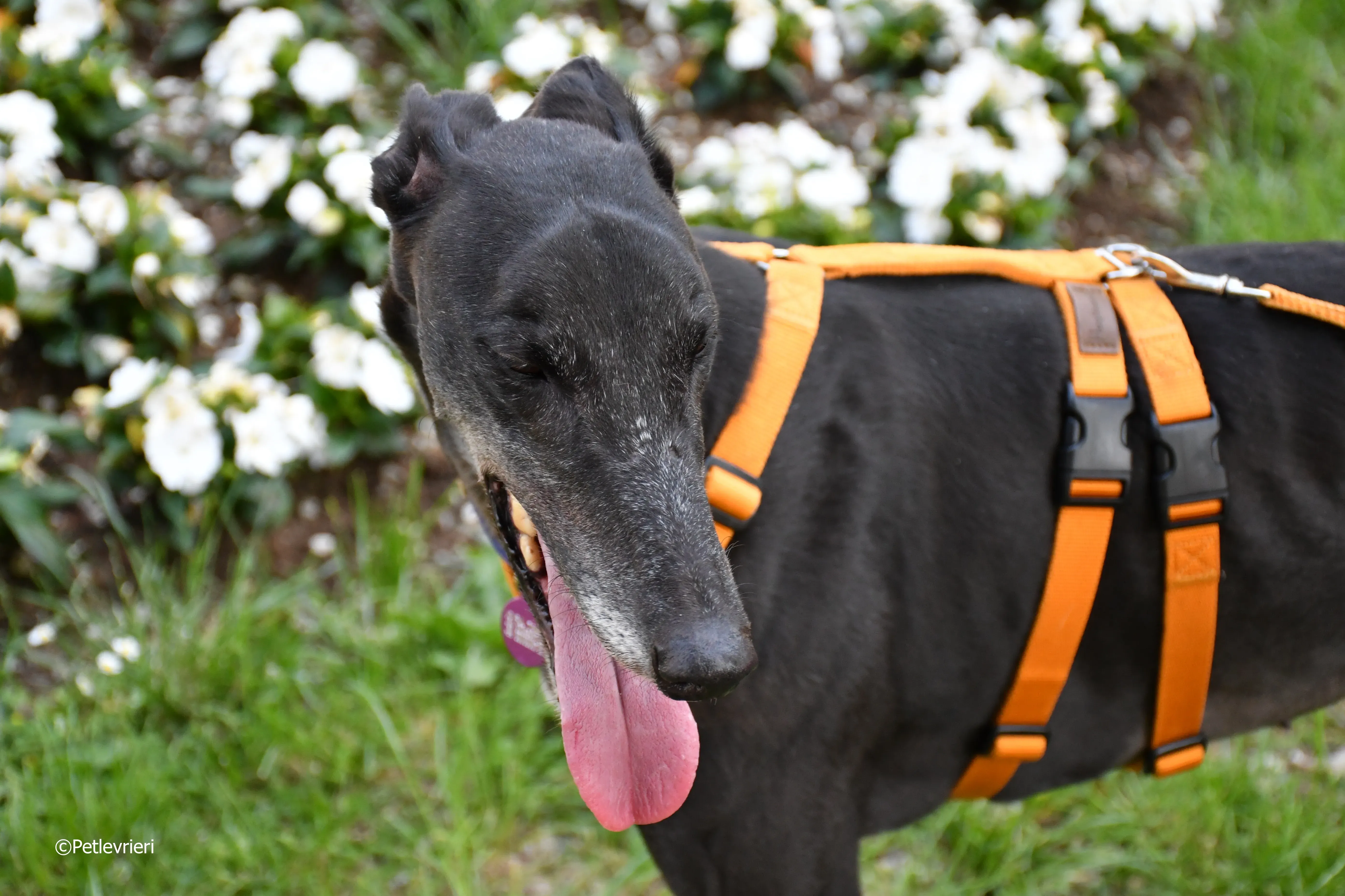 joyful town adozione greyhound macao 8 1