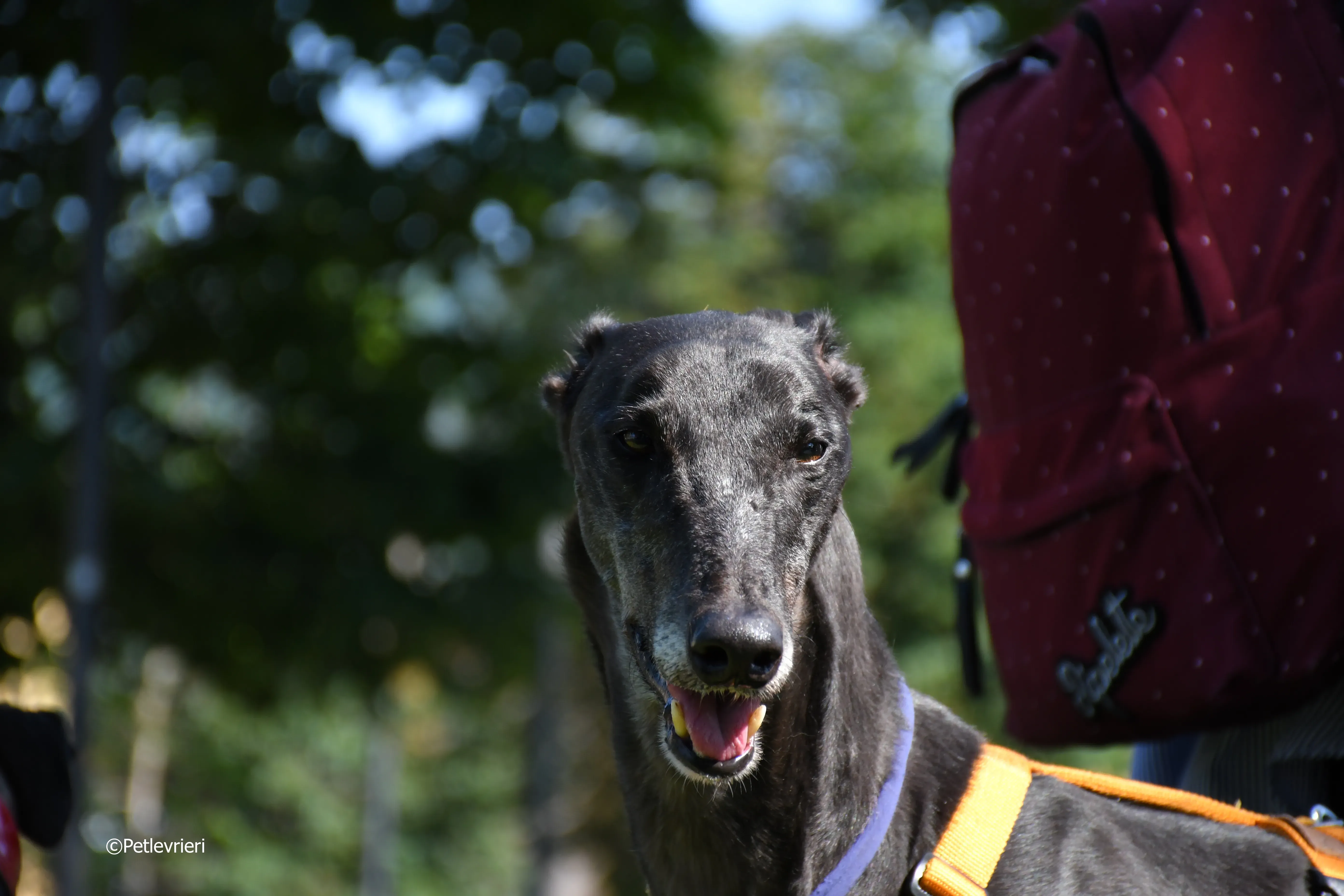 joyful town adozione greyhound macao 9 1