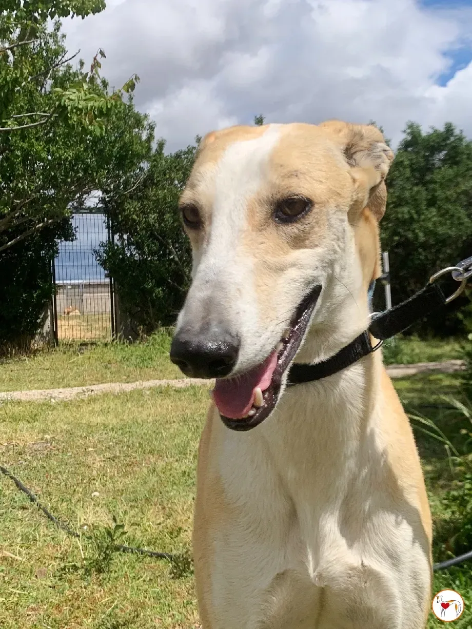 juan galgo adozione 03
