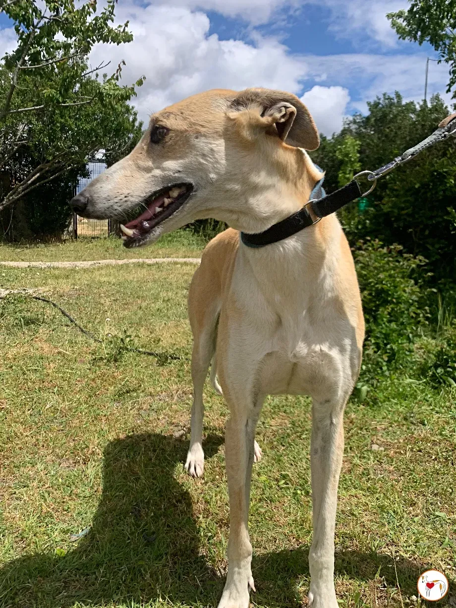 juan galgo adozione 04