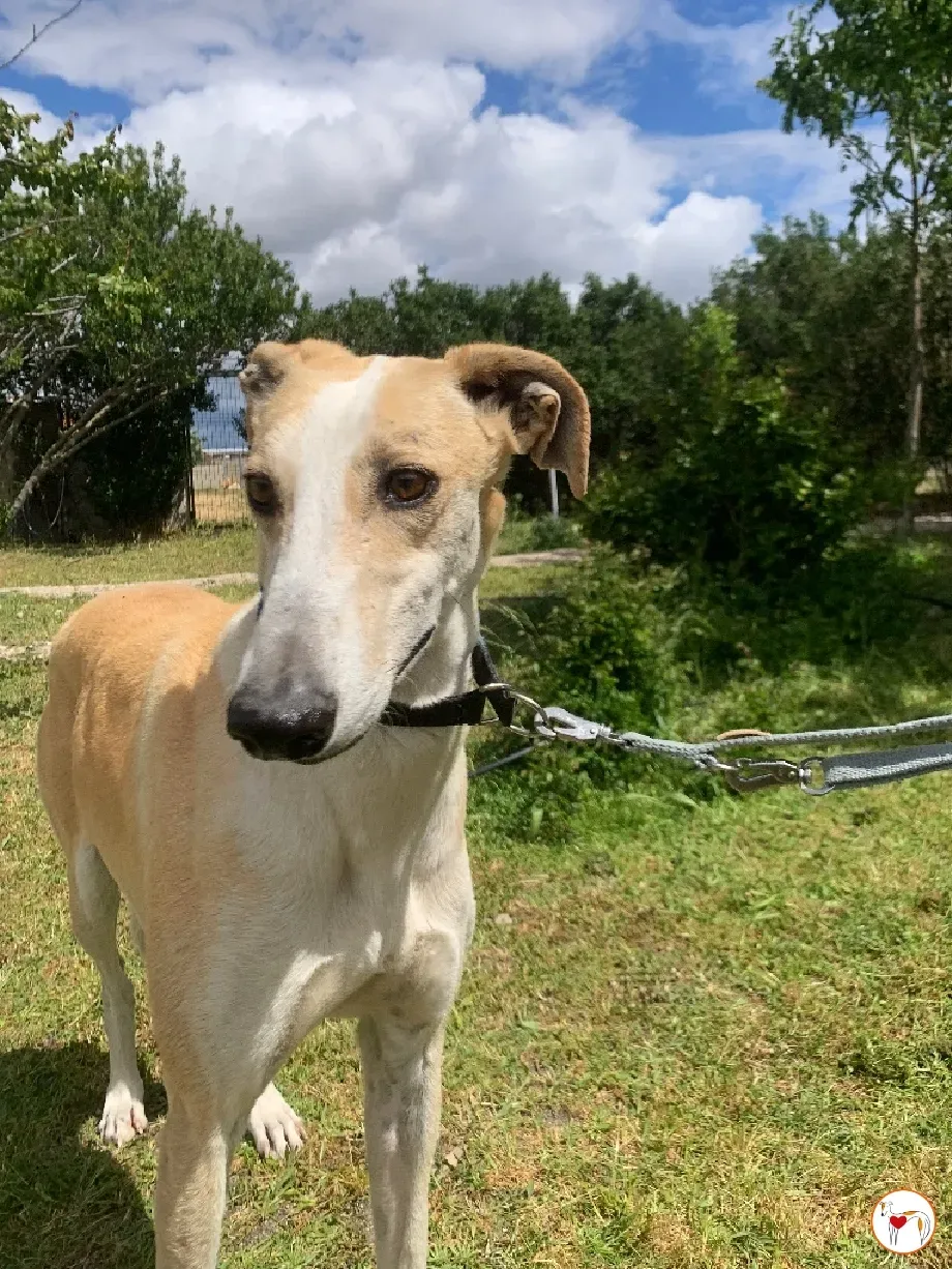 juan galgo adozione 05