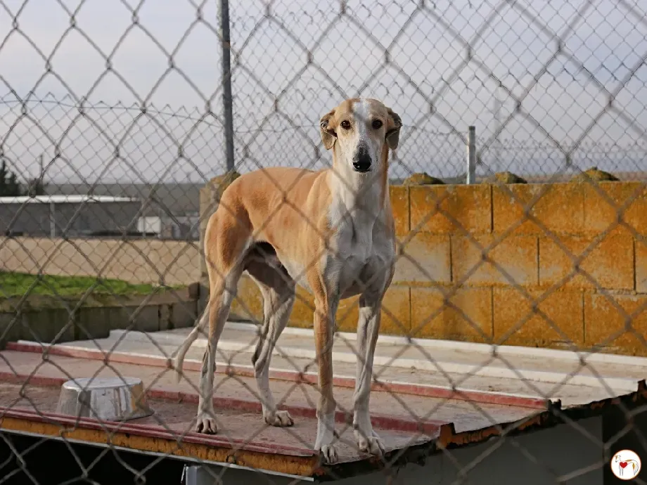 juan galgo adozione 06