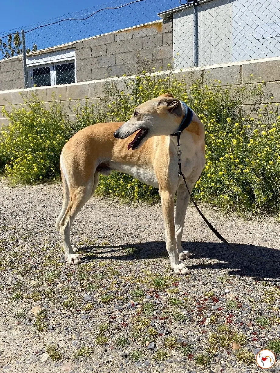 juan galgo adozione 07