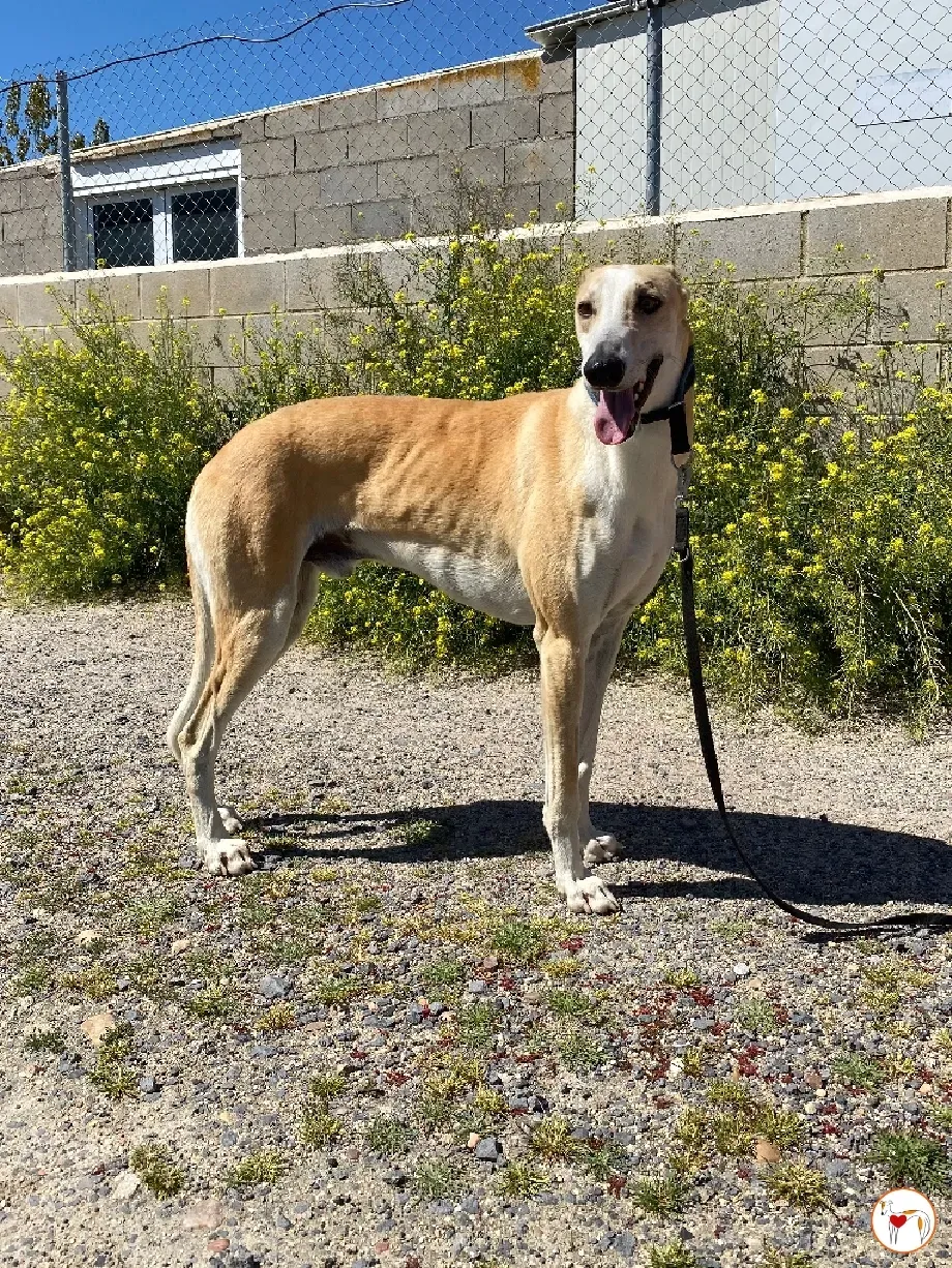 juan galgo adozione 08
