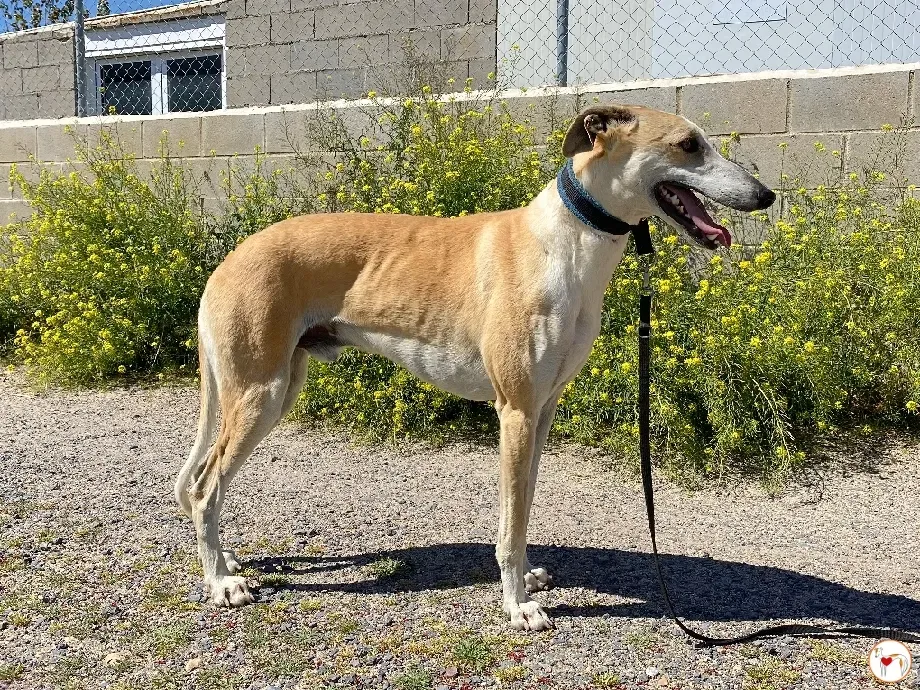 juan galgo adozione 09