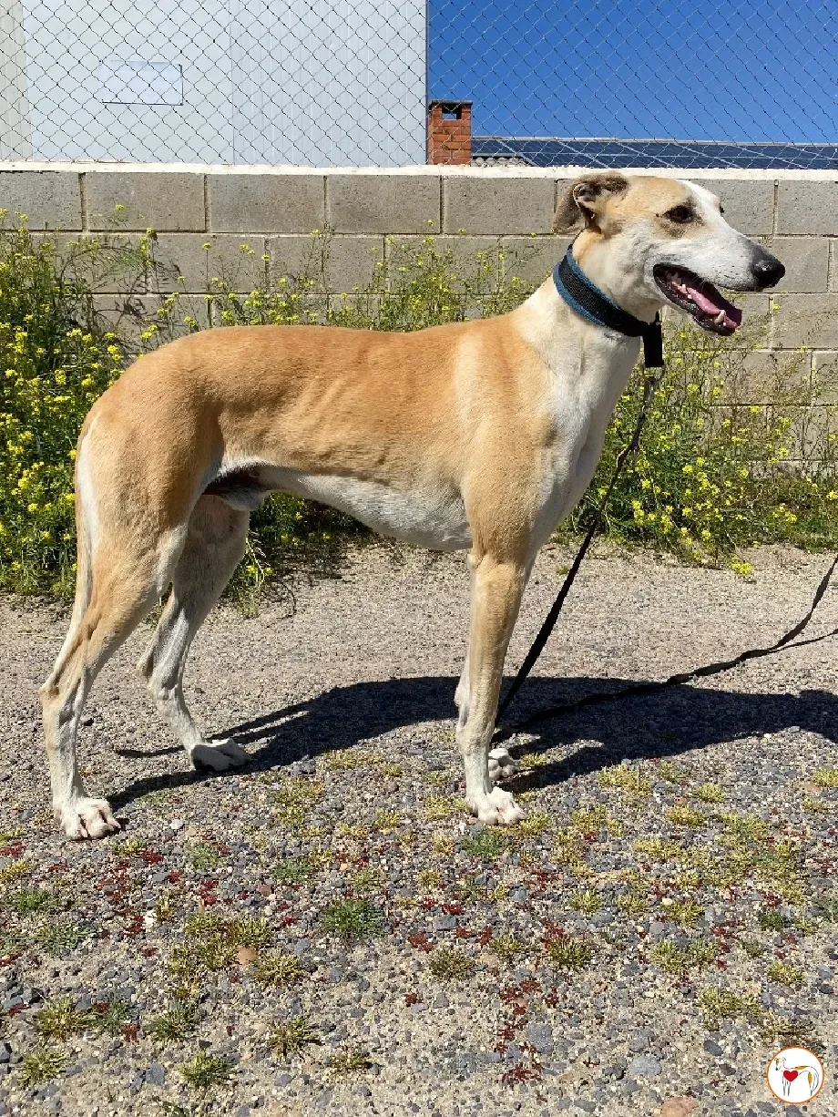 juan galgo adozione 10