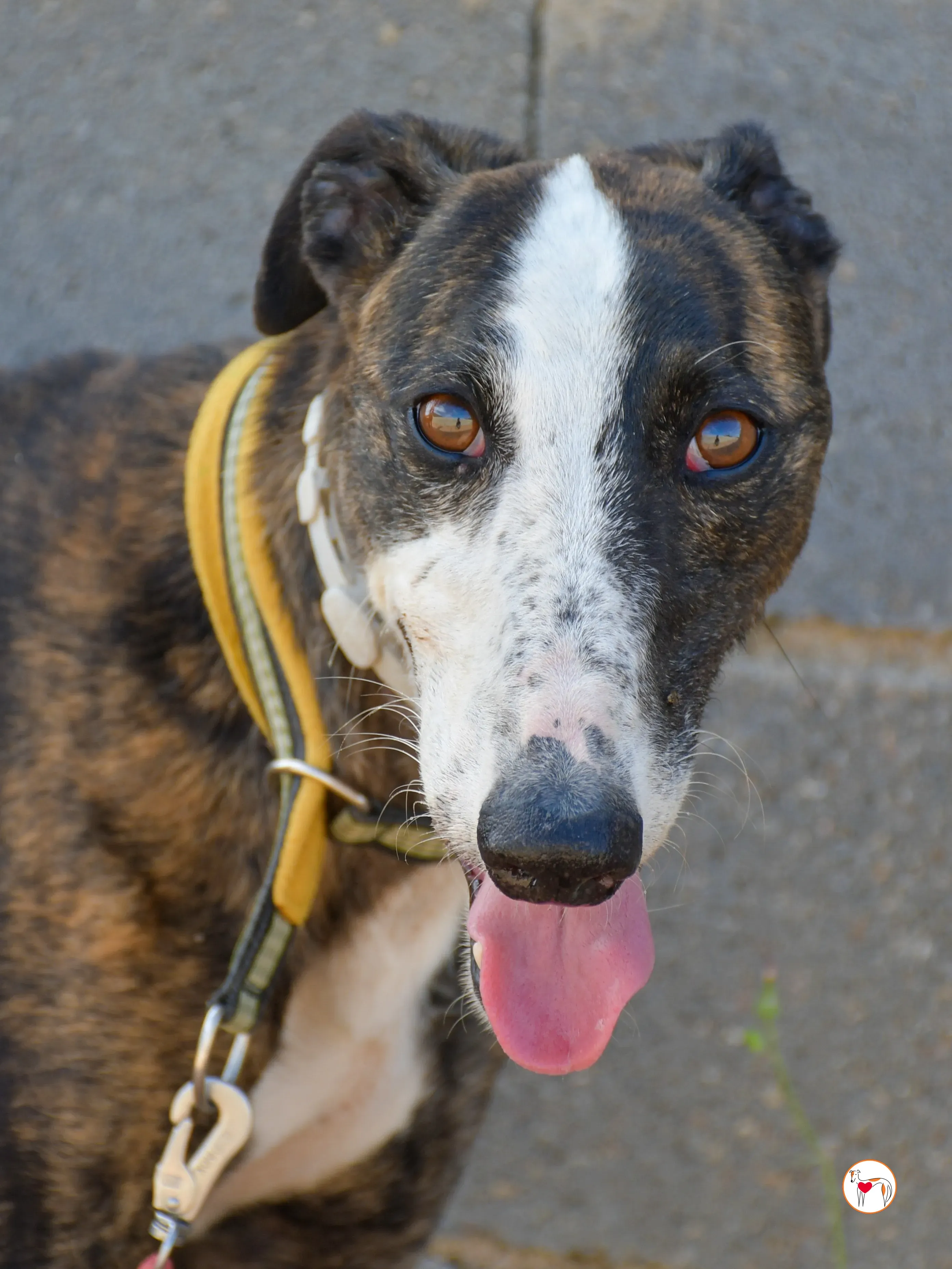 juglar galgo adozione 01