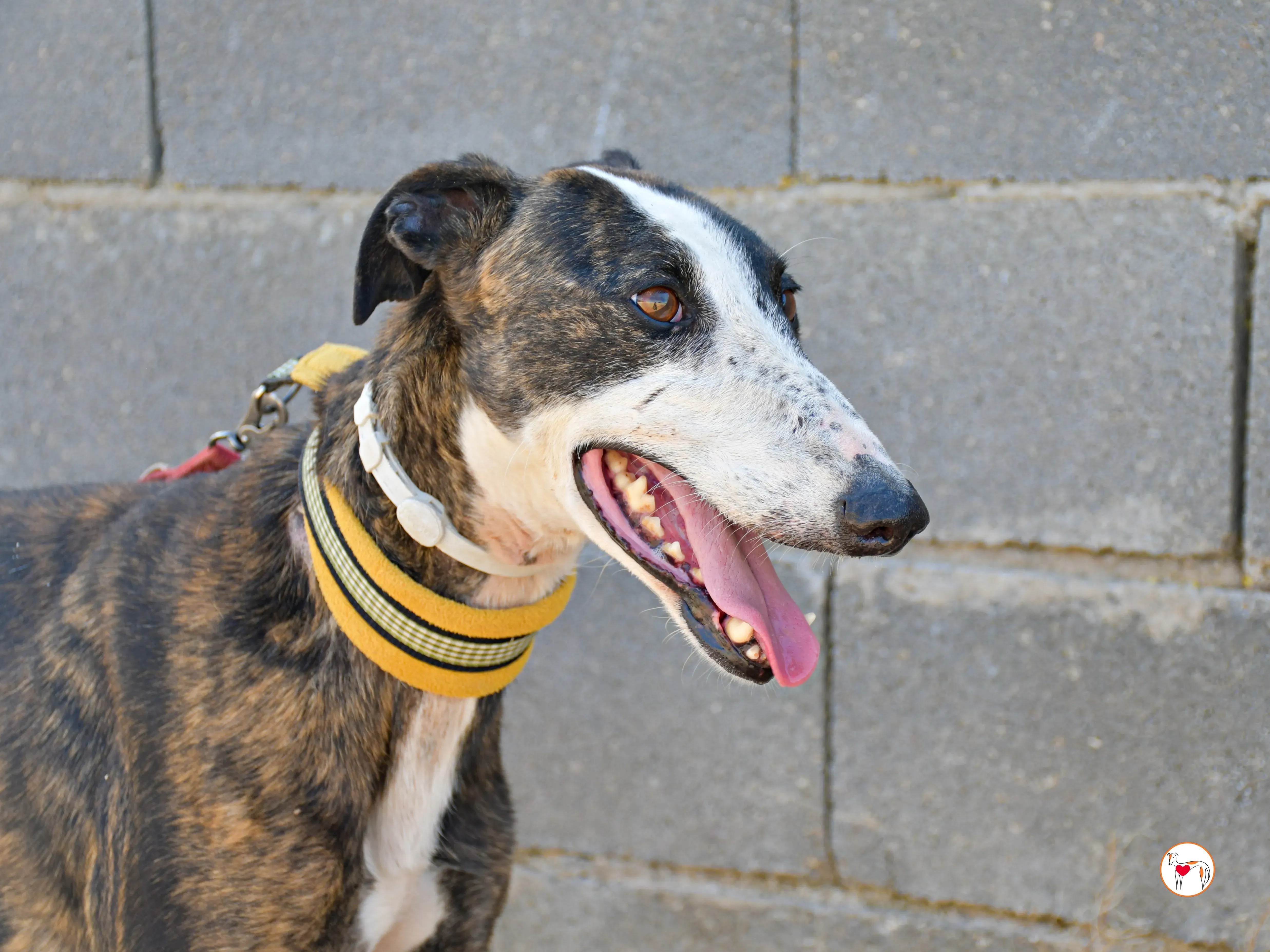 juglar galgo adozione 02