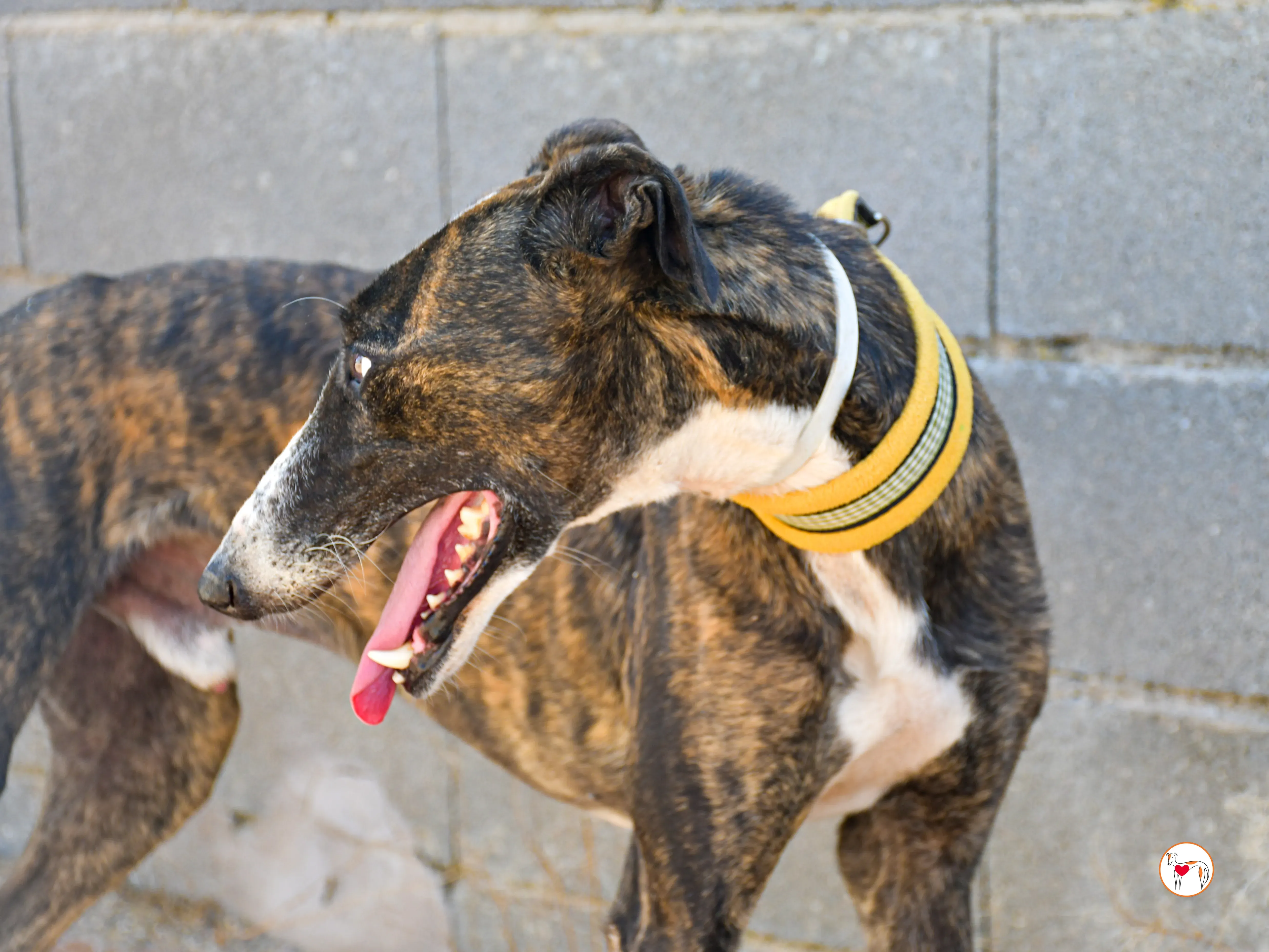 juglar galgo adozione 03