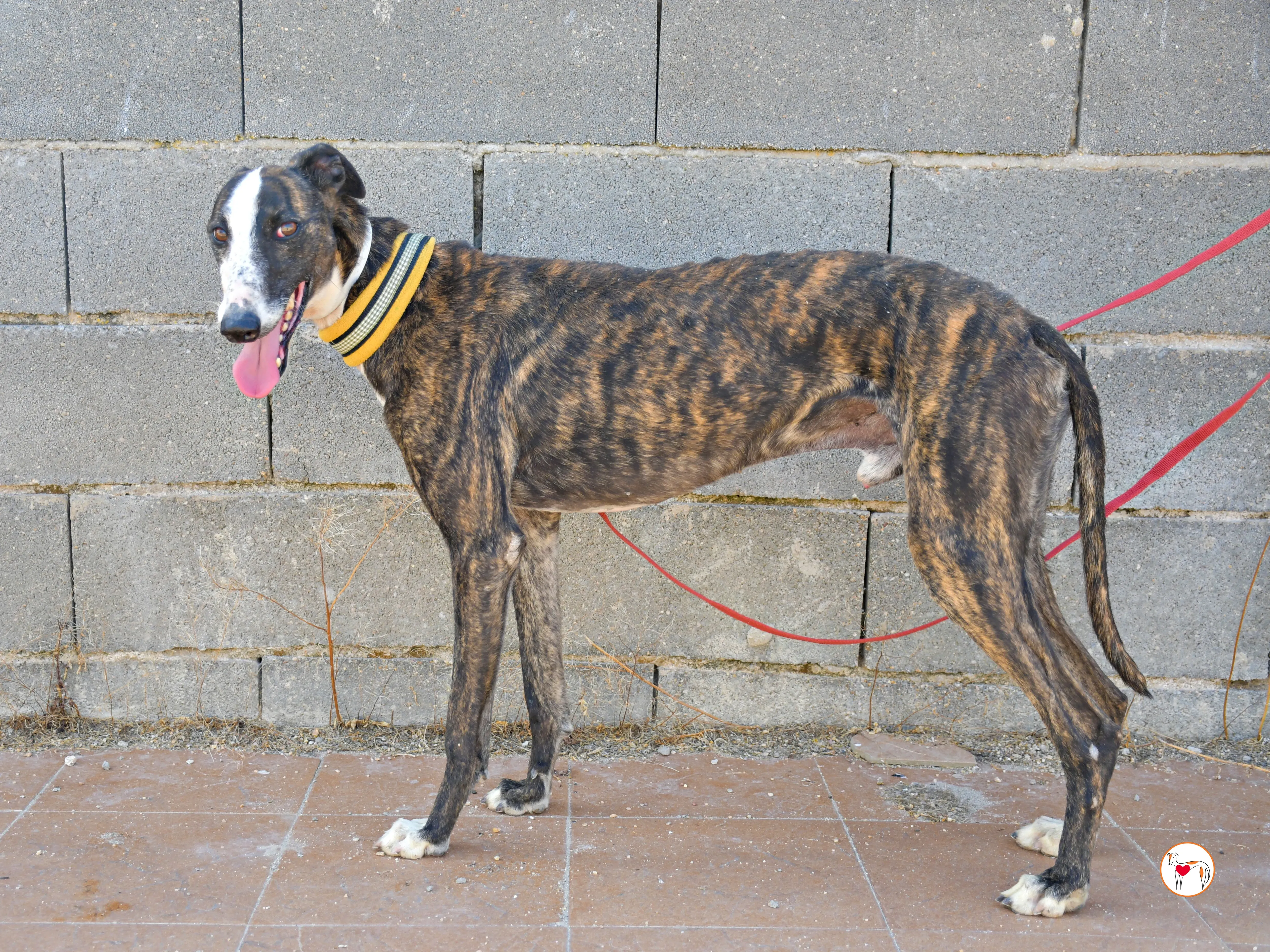 juglar galgo adozione 04