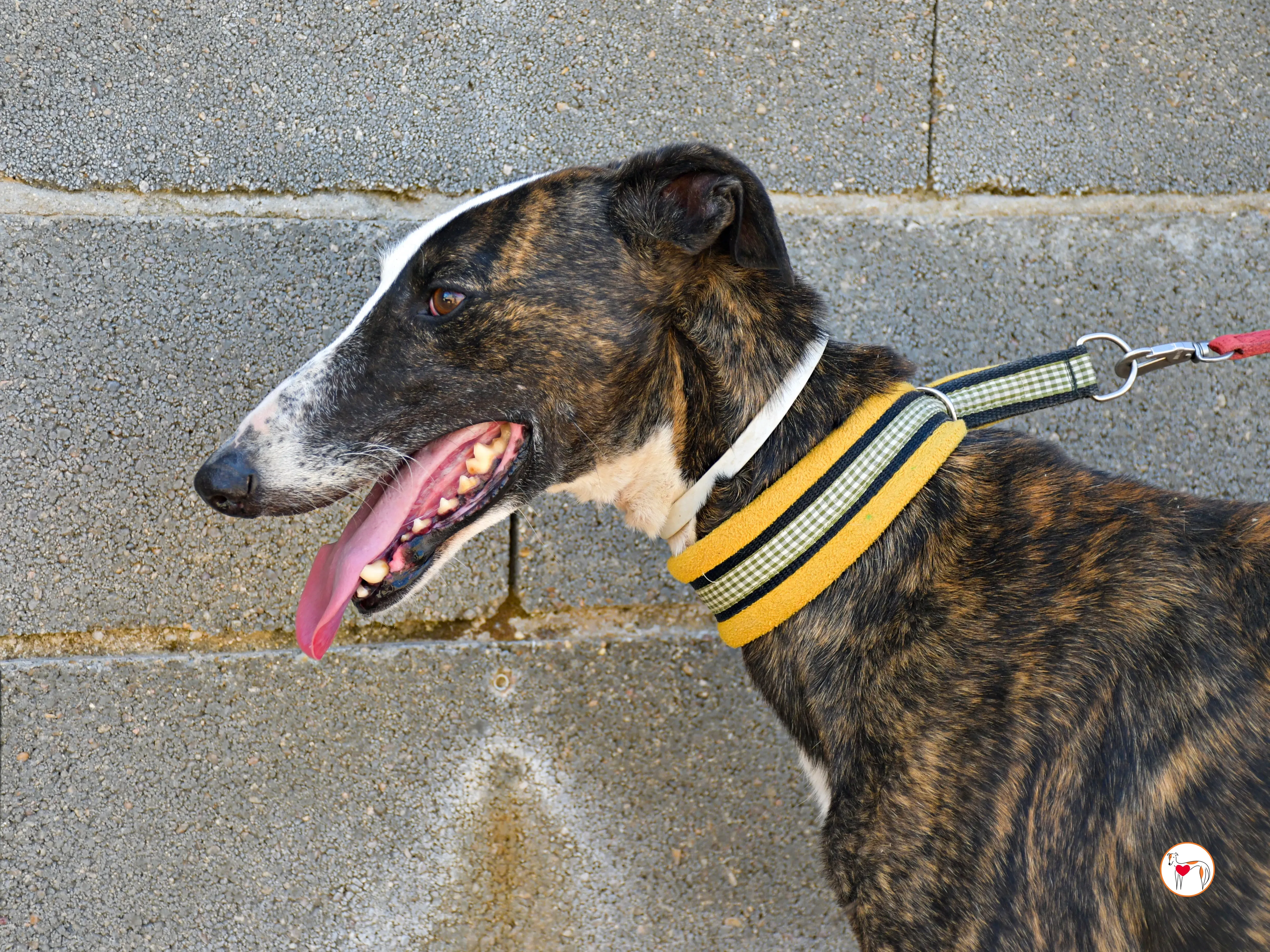 juglar galgo adozione 05