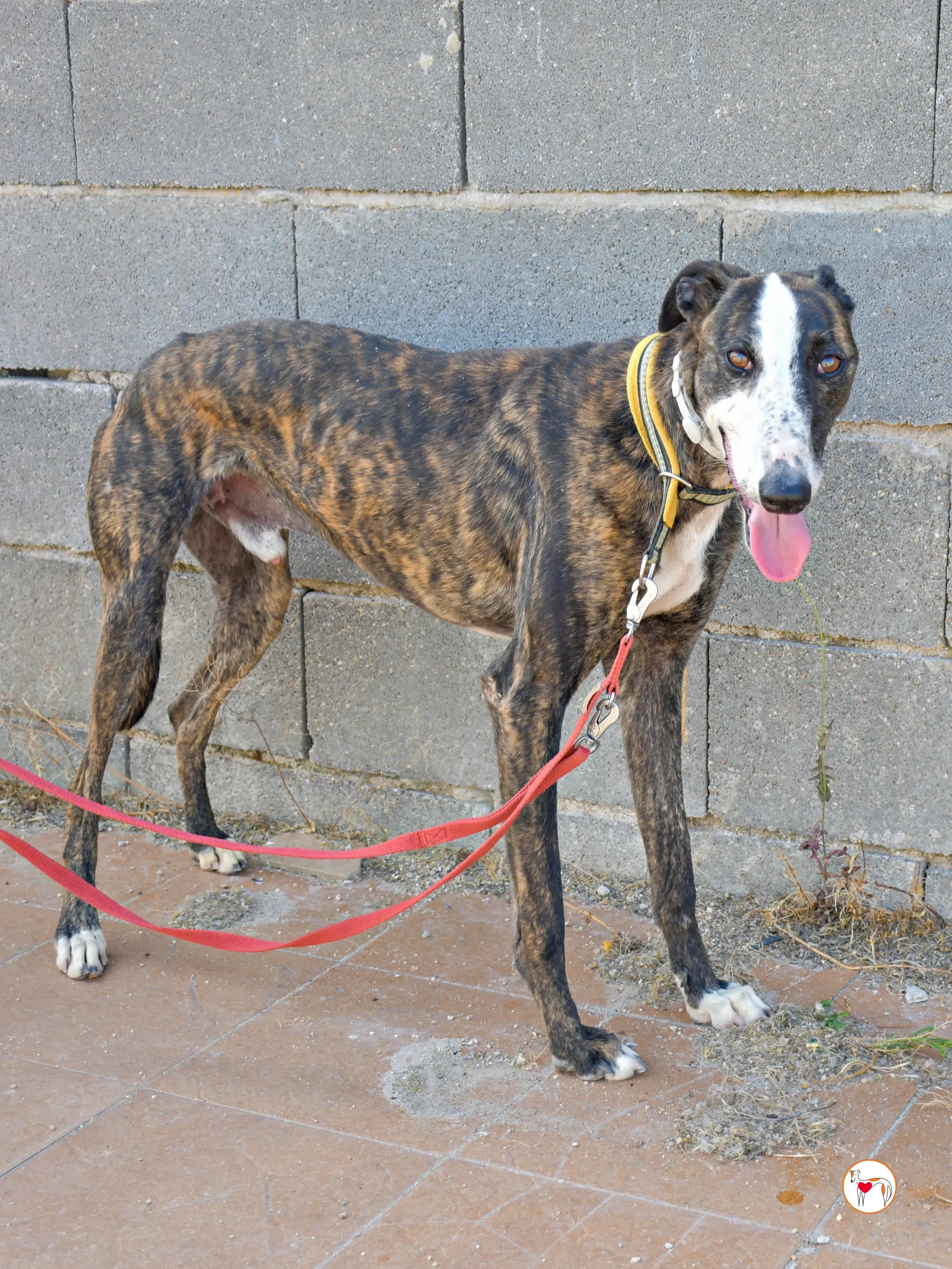 juglar galgo adozione 06