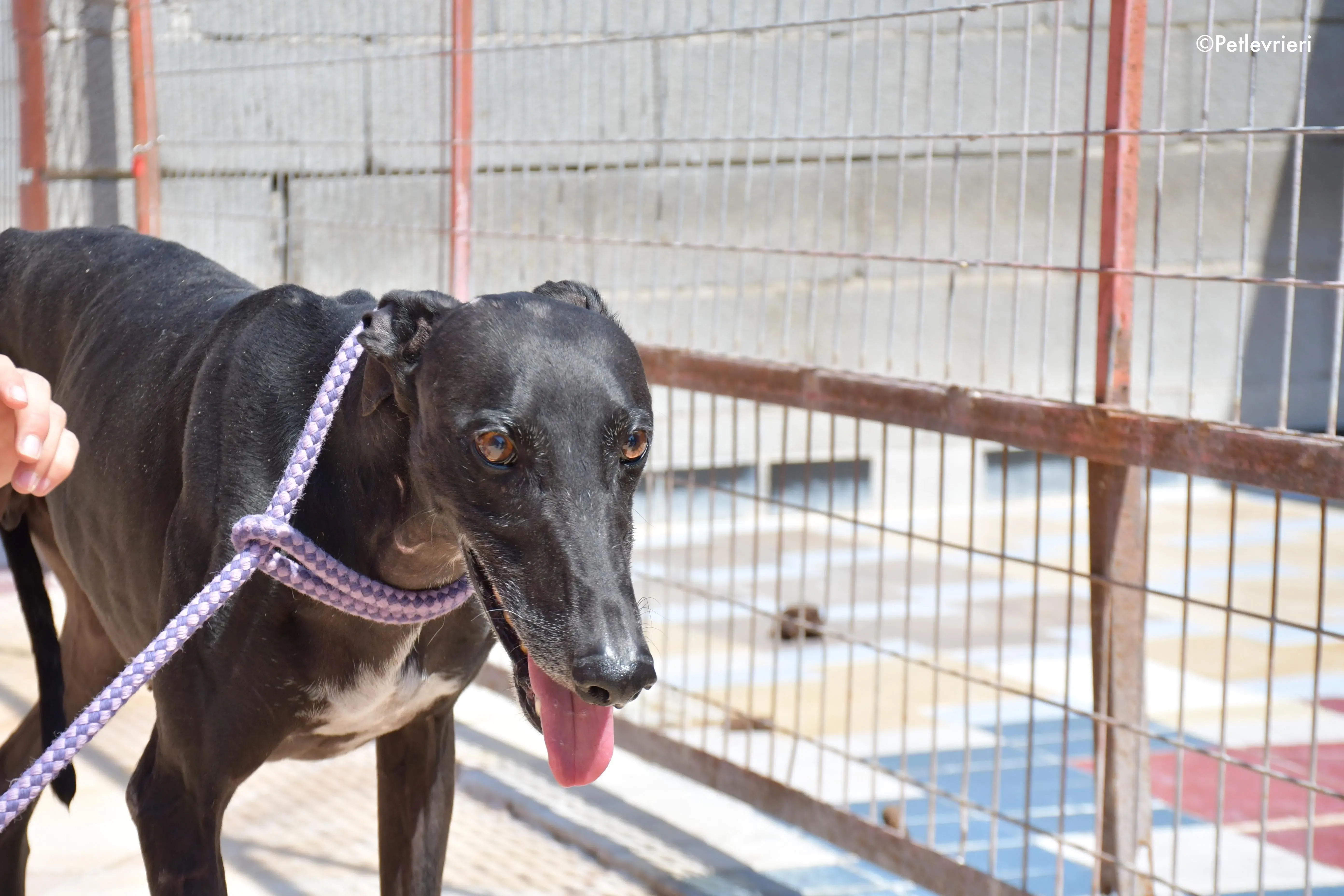 juice adozione levrieri galgo 1