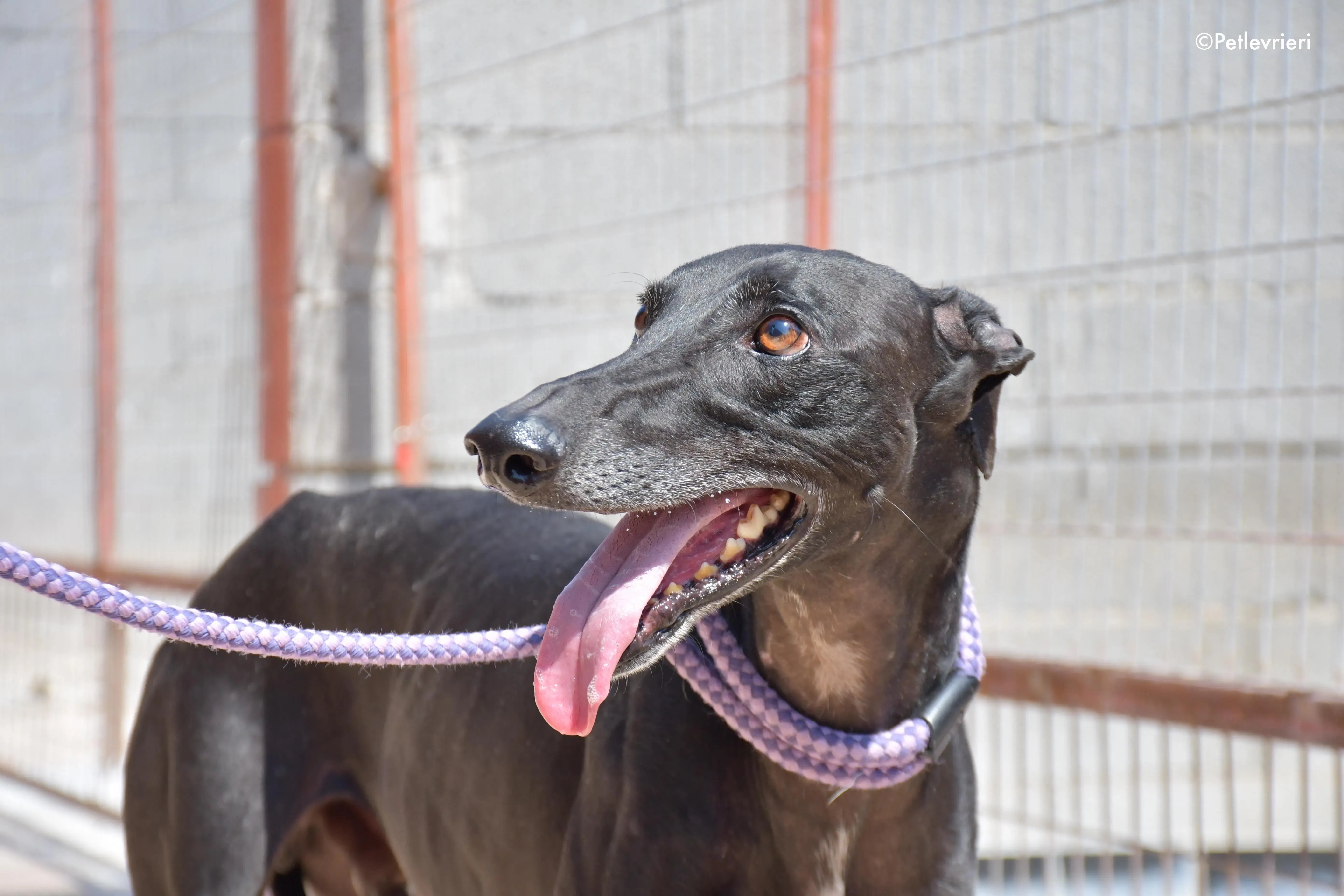 juice adozione levrieri galgo 10