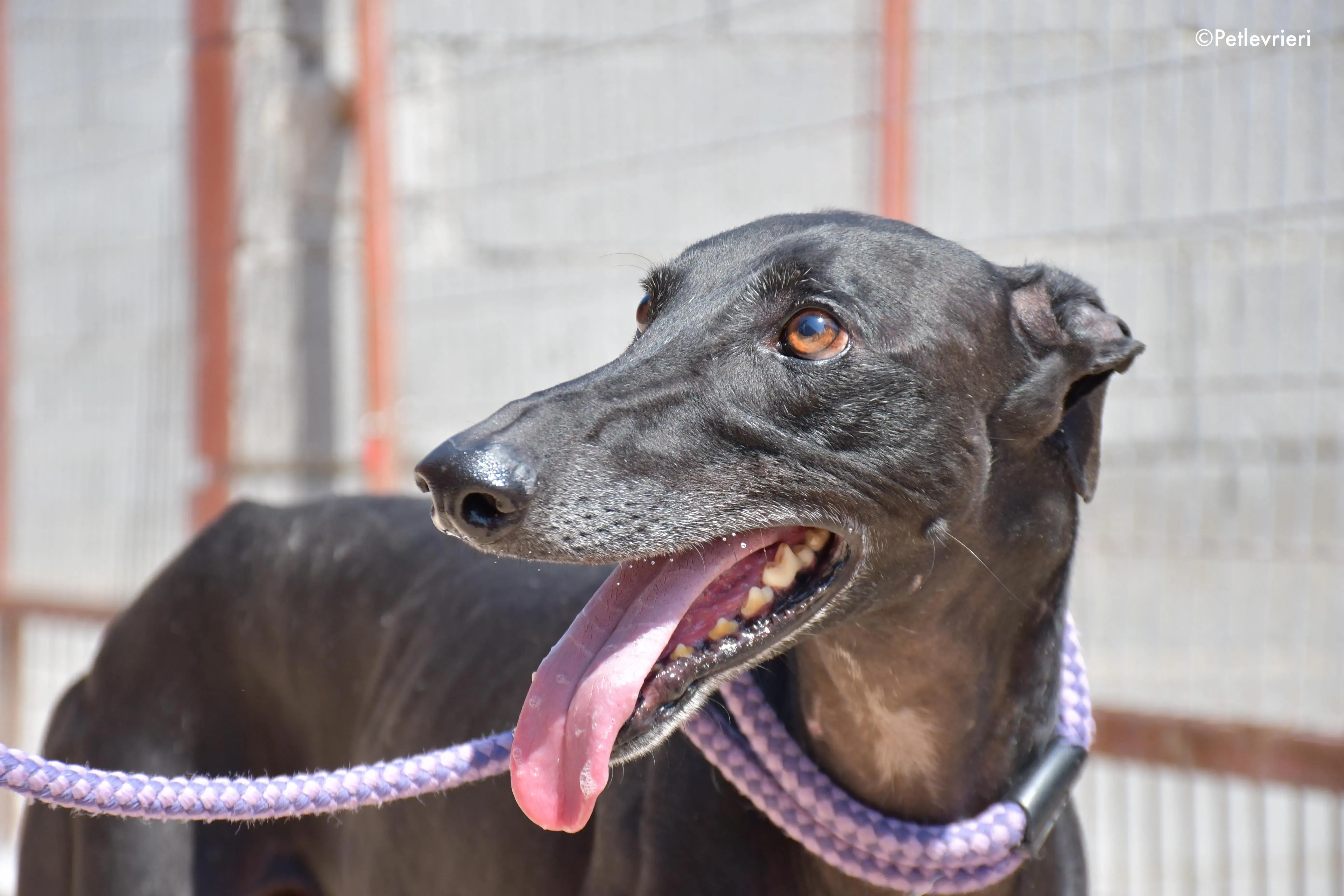 juice adozione levrieri galgo 11