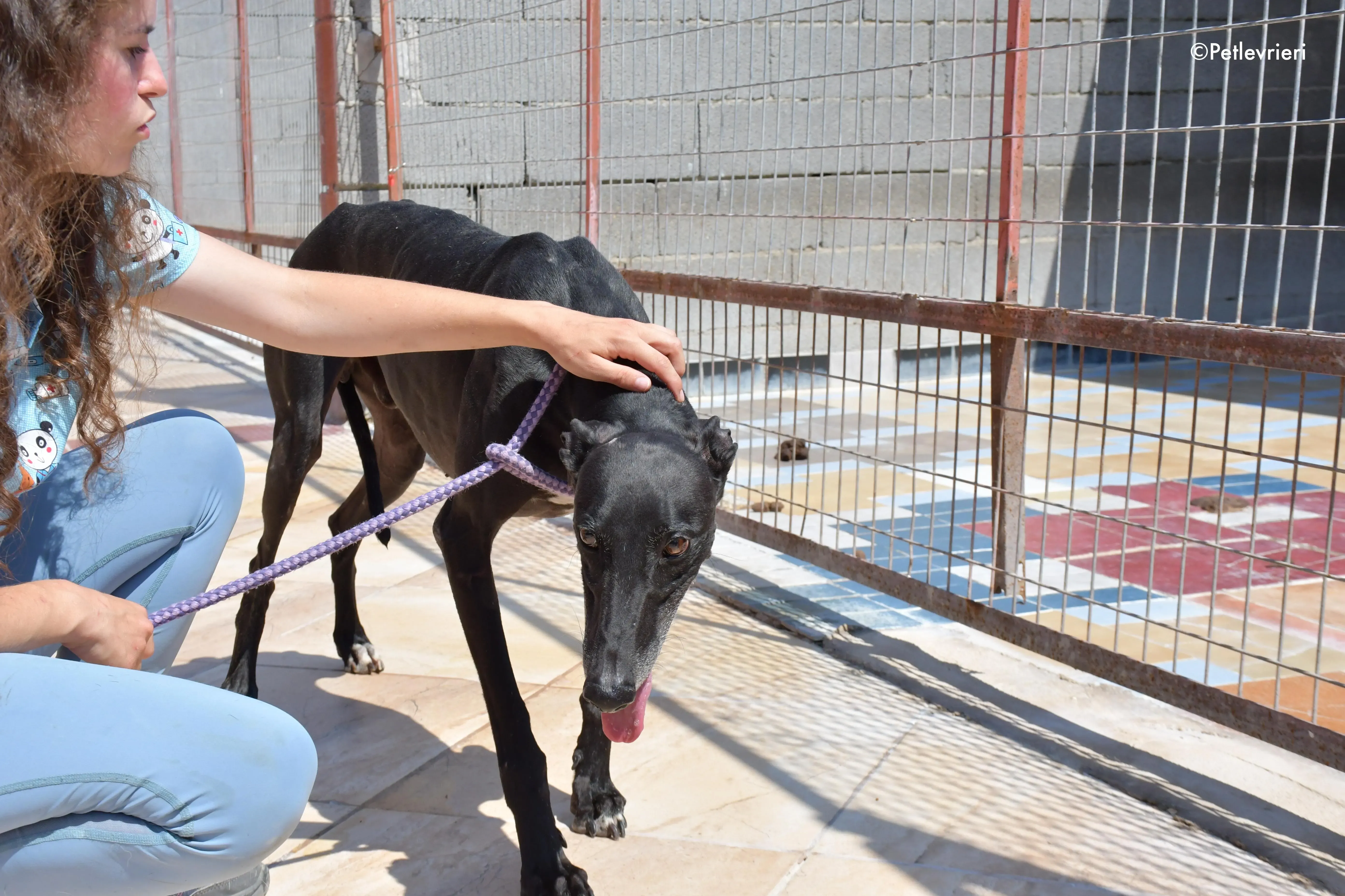 juice adozione levrieri galgo 12