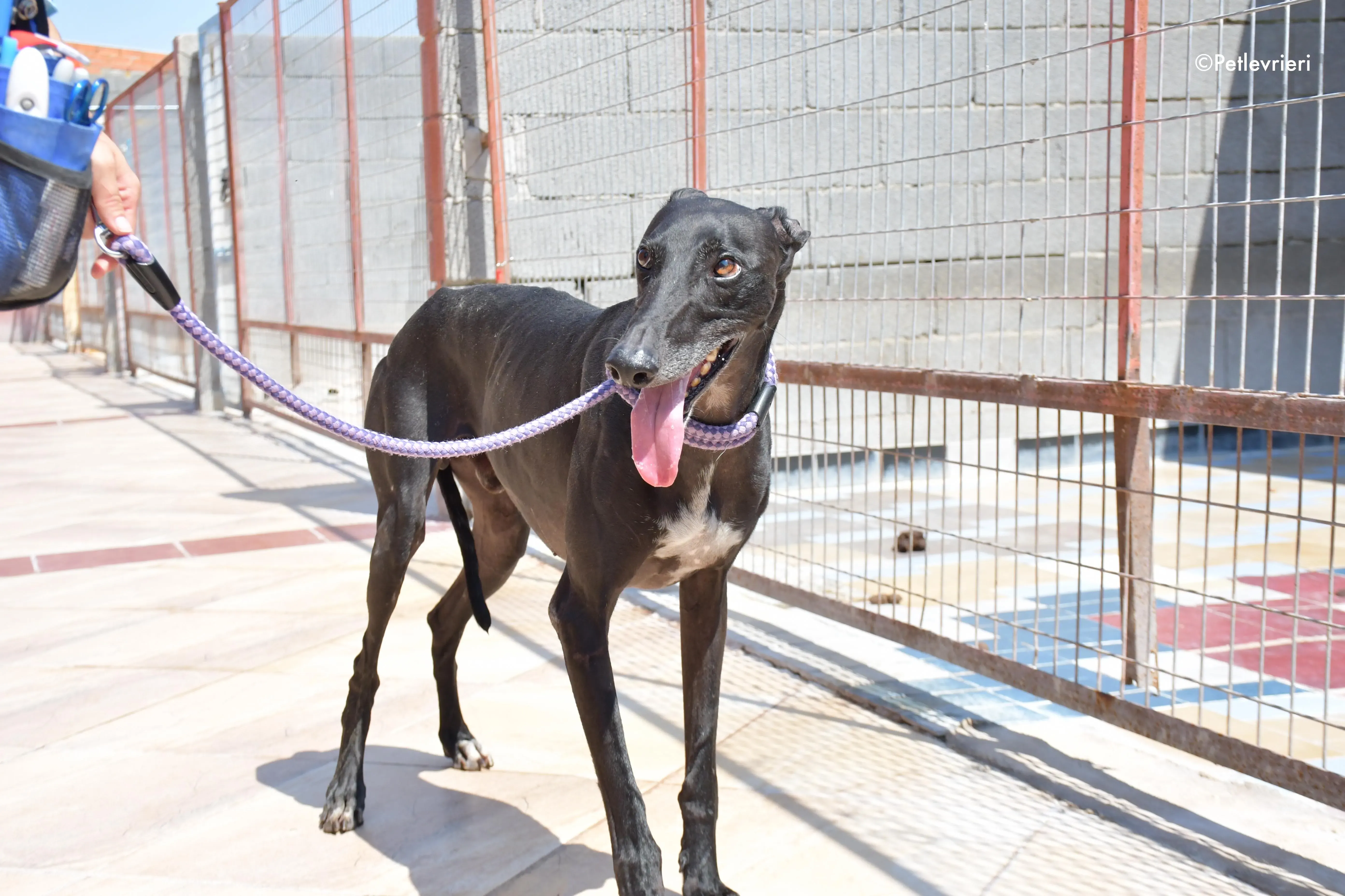 juice adozione levrieri galgo 13