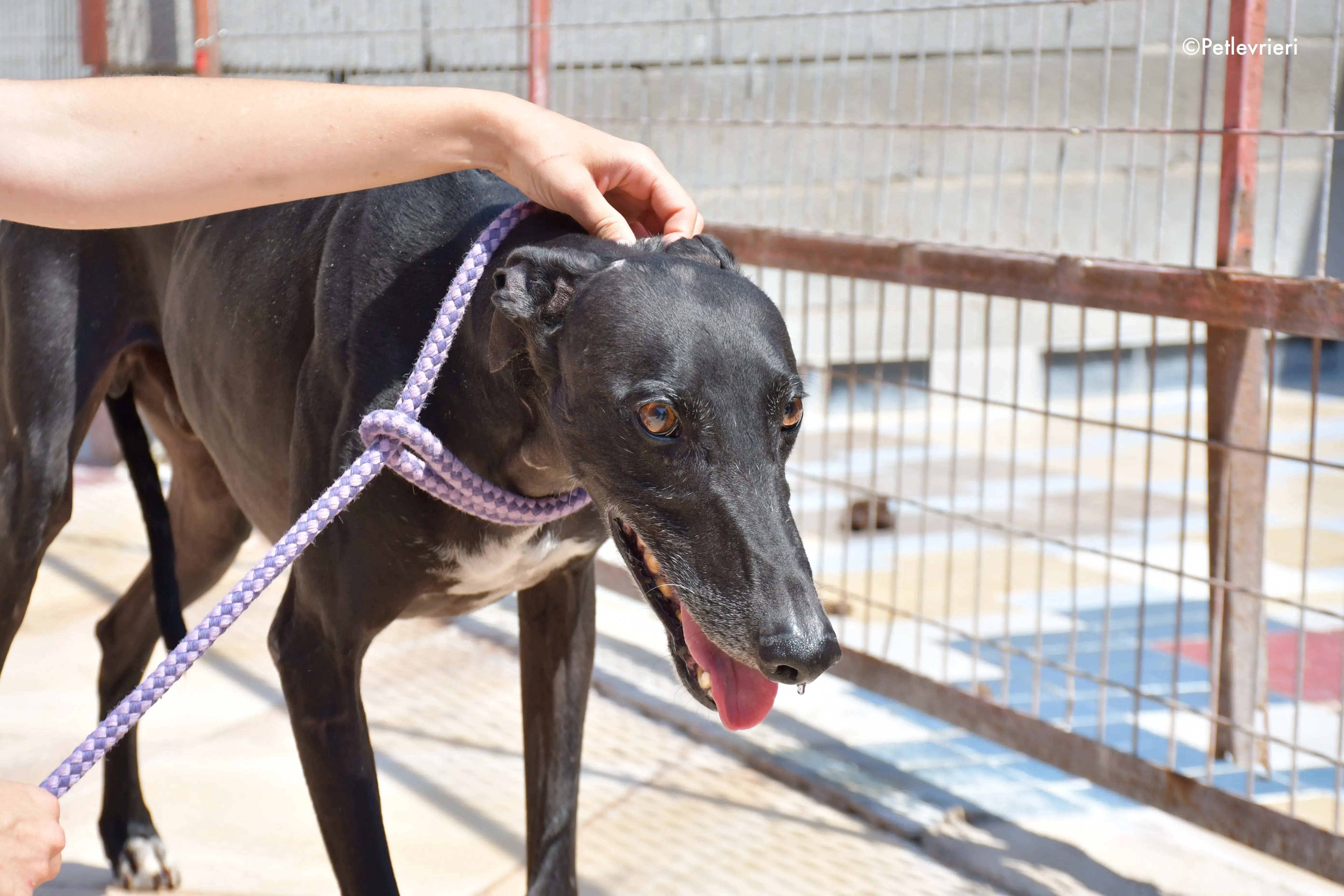 juice adozione levrieri galgo 2