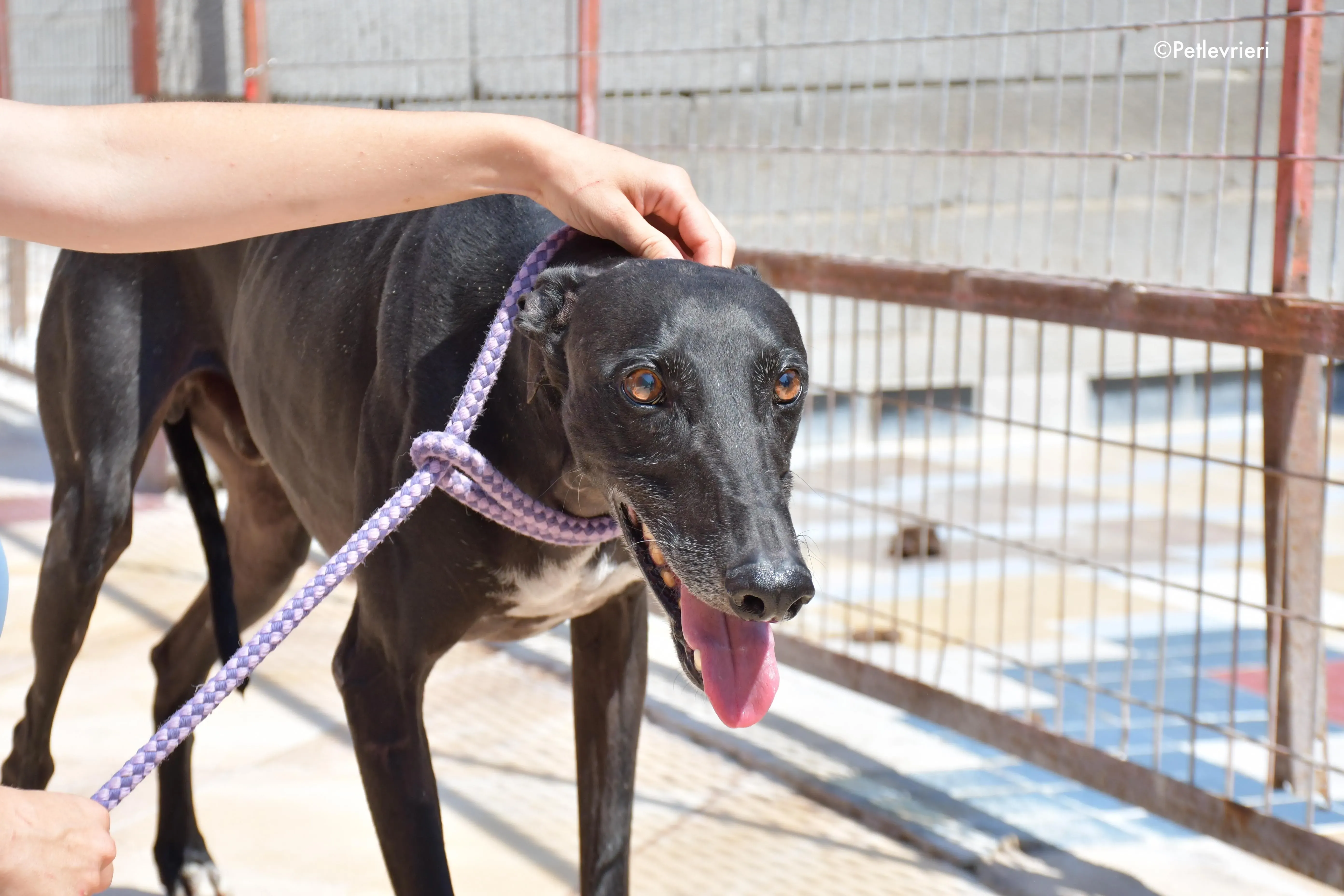 juice adozione levrieri galgo 3