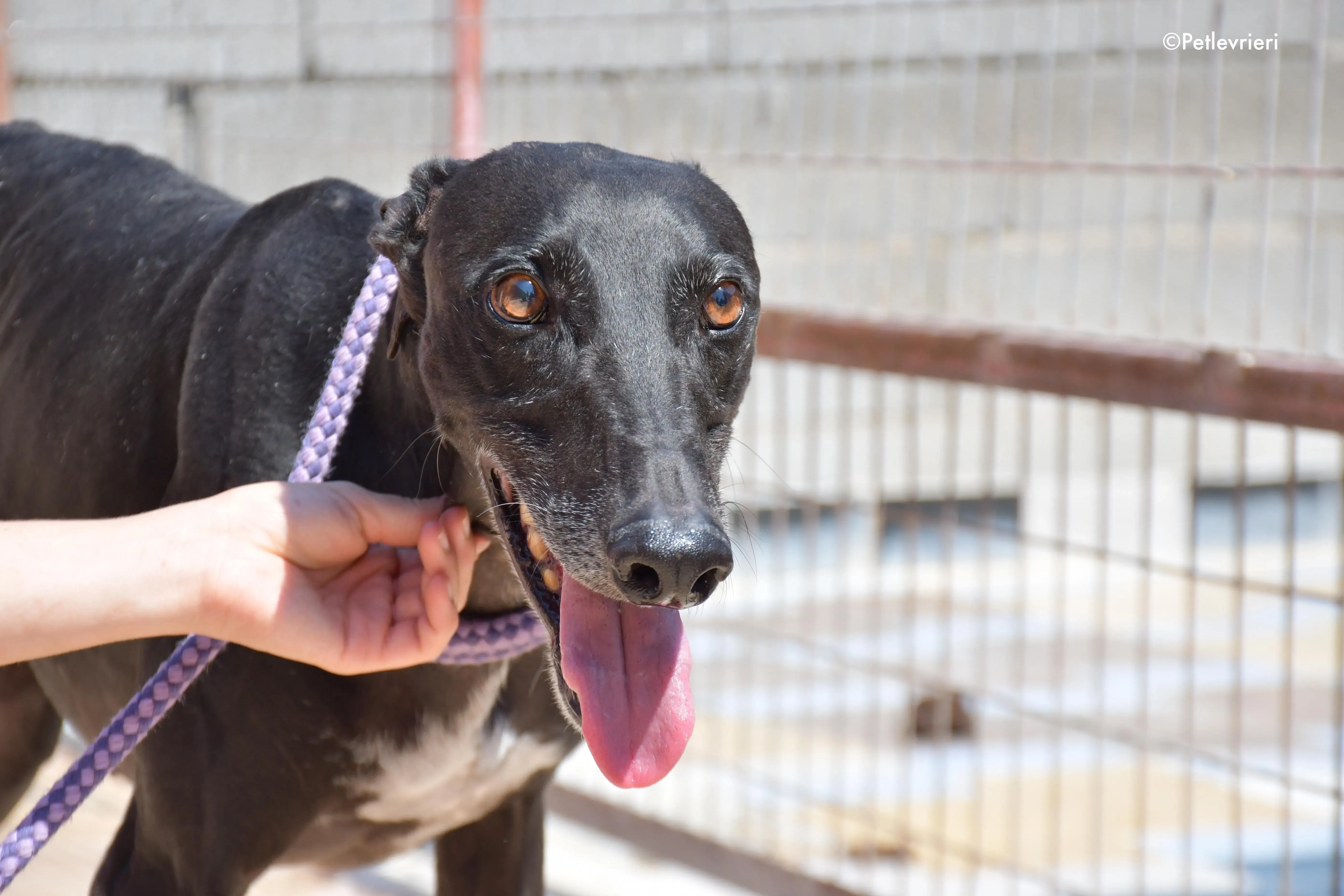 juice adozione levrieri galgo 4