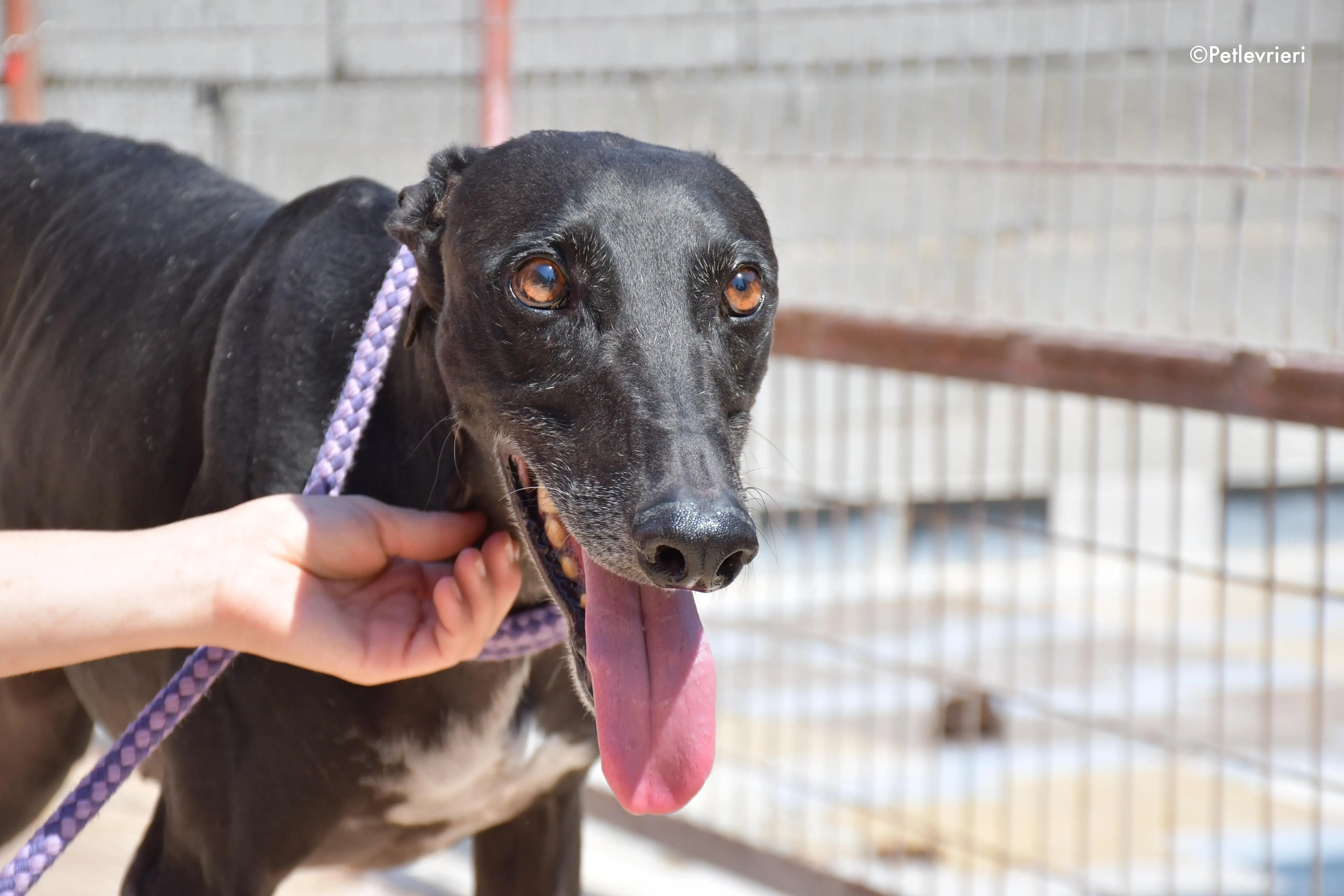 juice adozione levrieri galgo 5