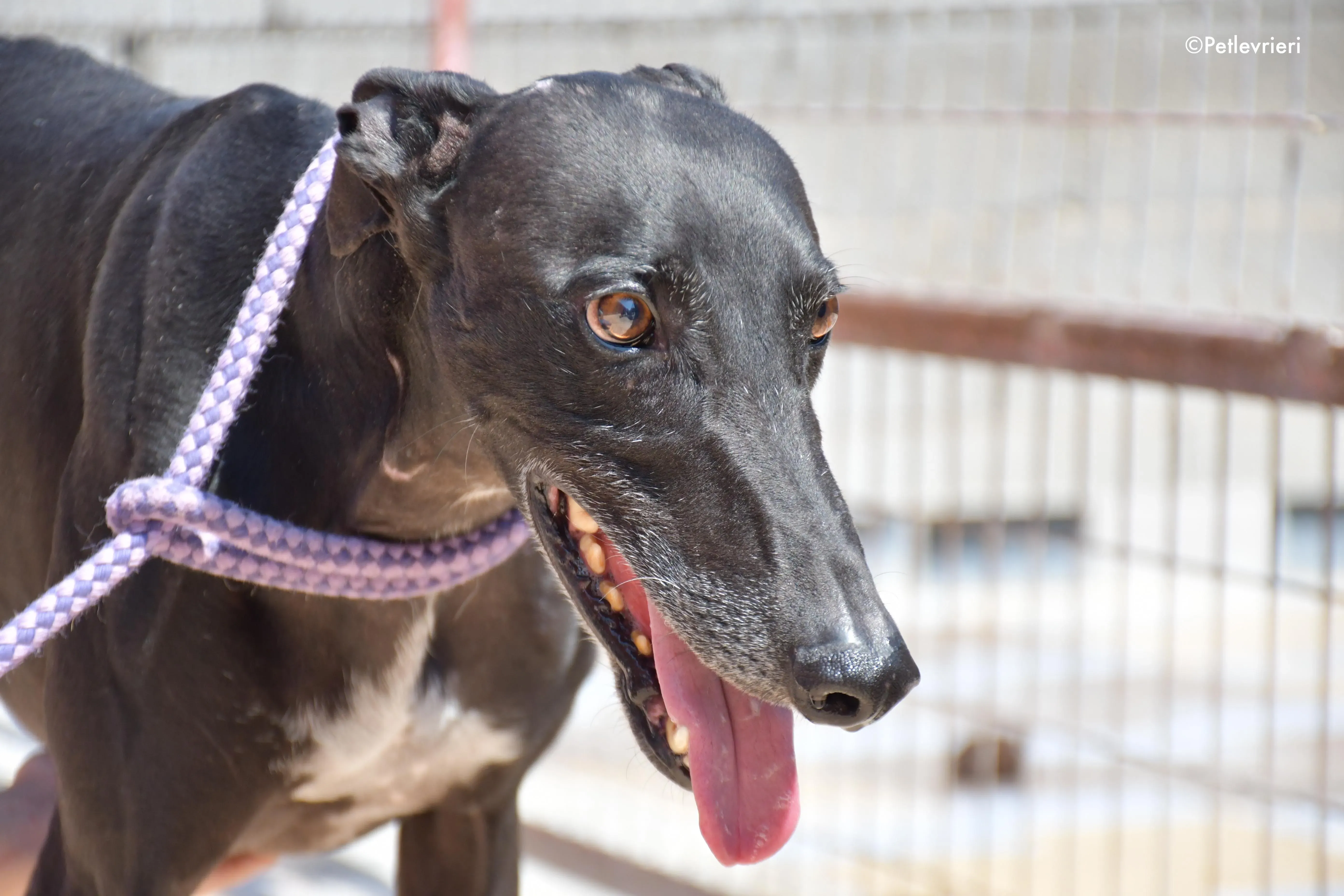 juice adozione levrieri galgo 6