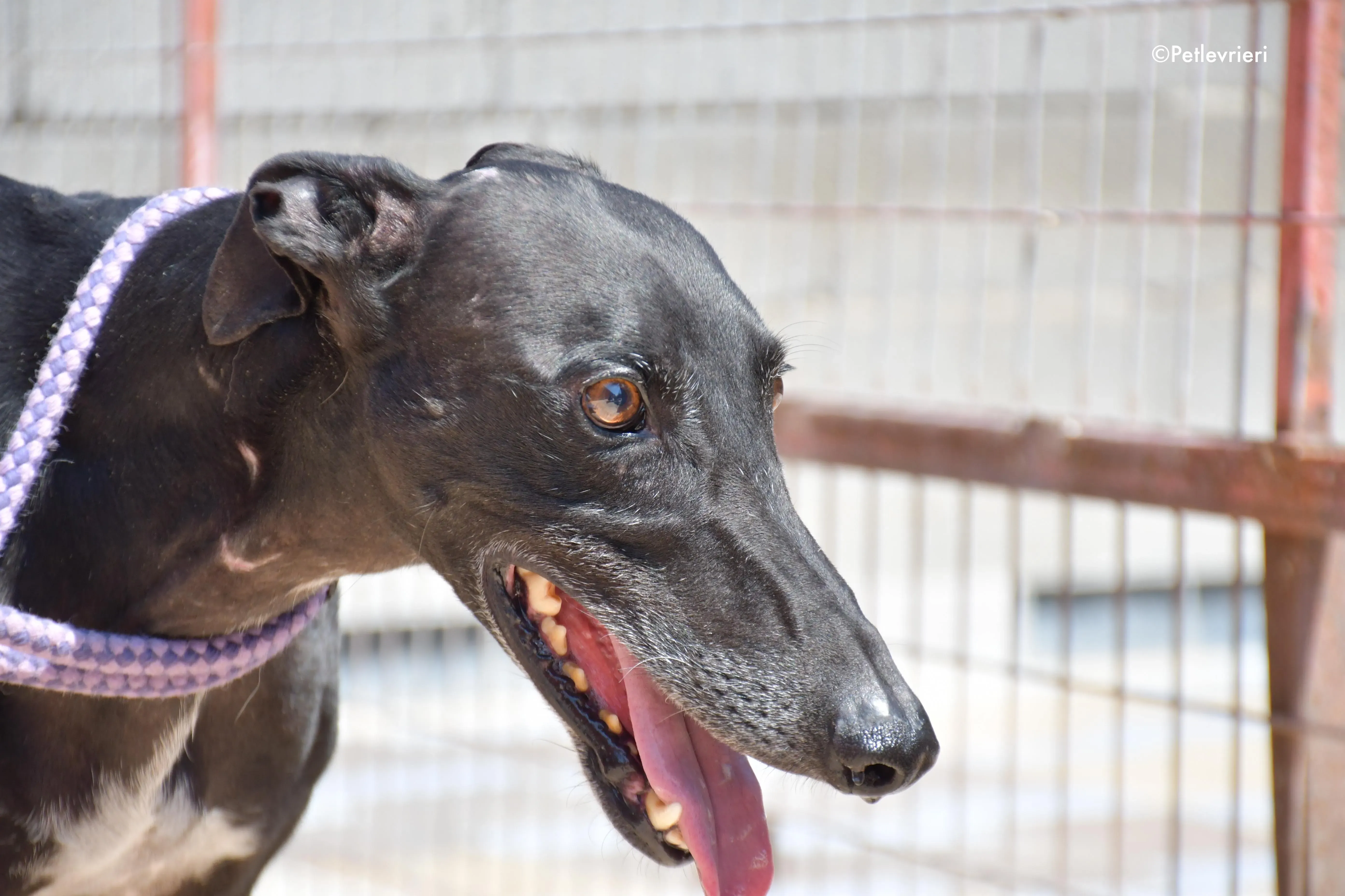 juice adozione levrieri galgo 7