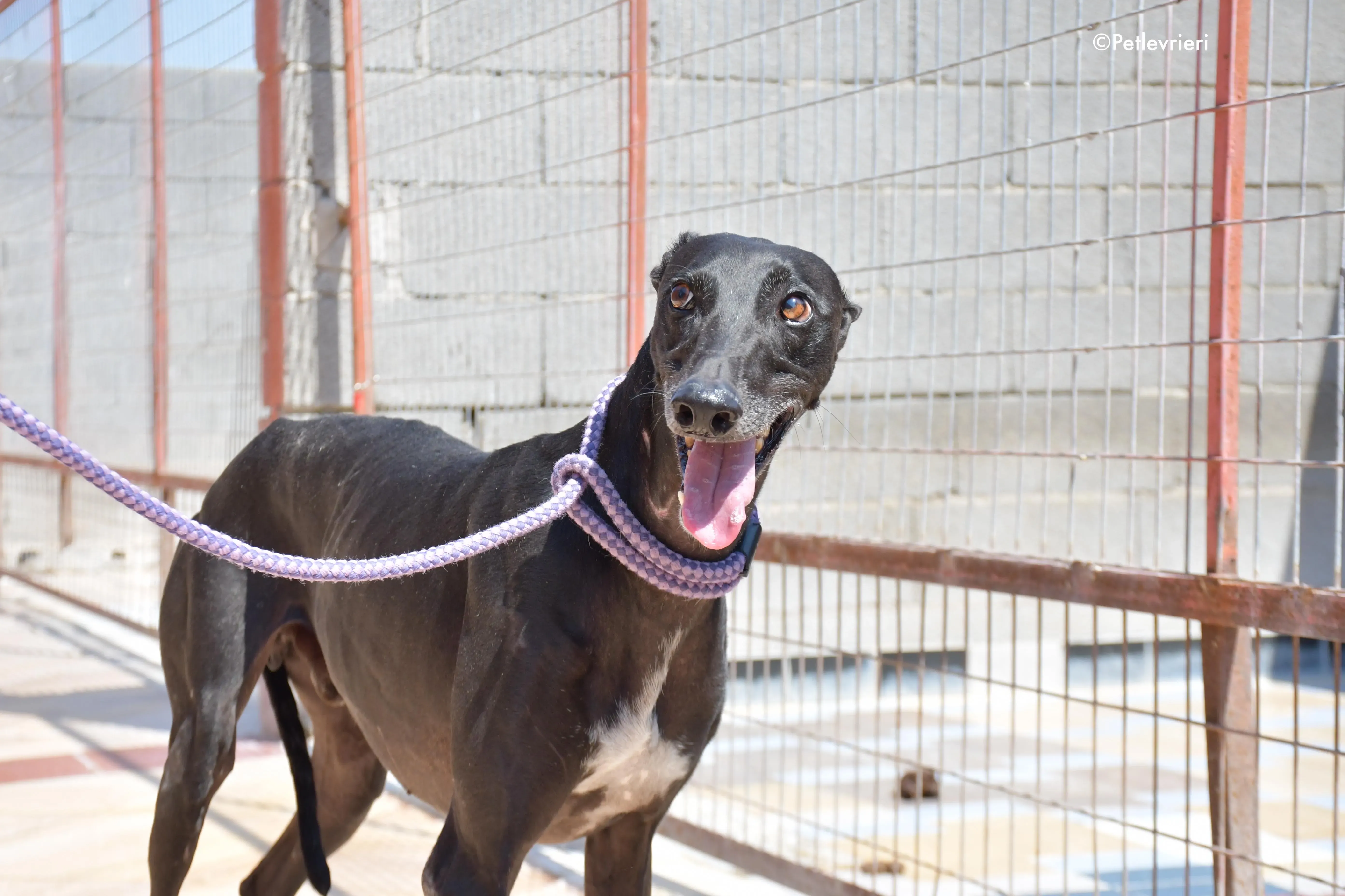 juice adozione levrieri galgo 8