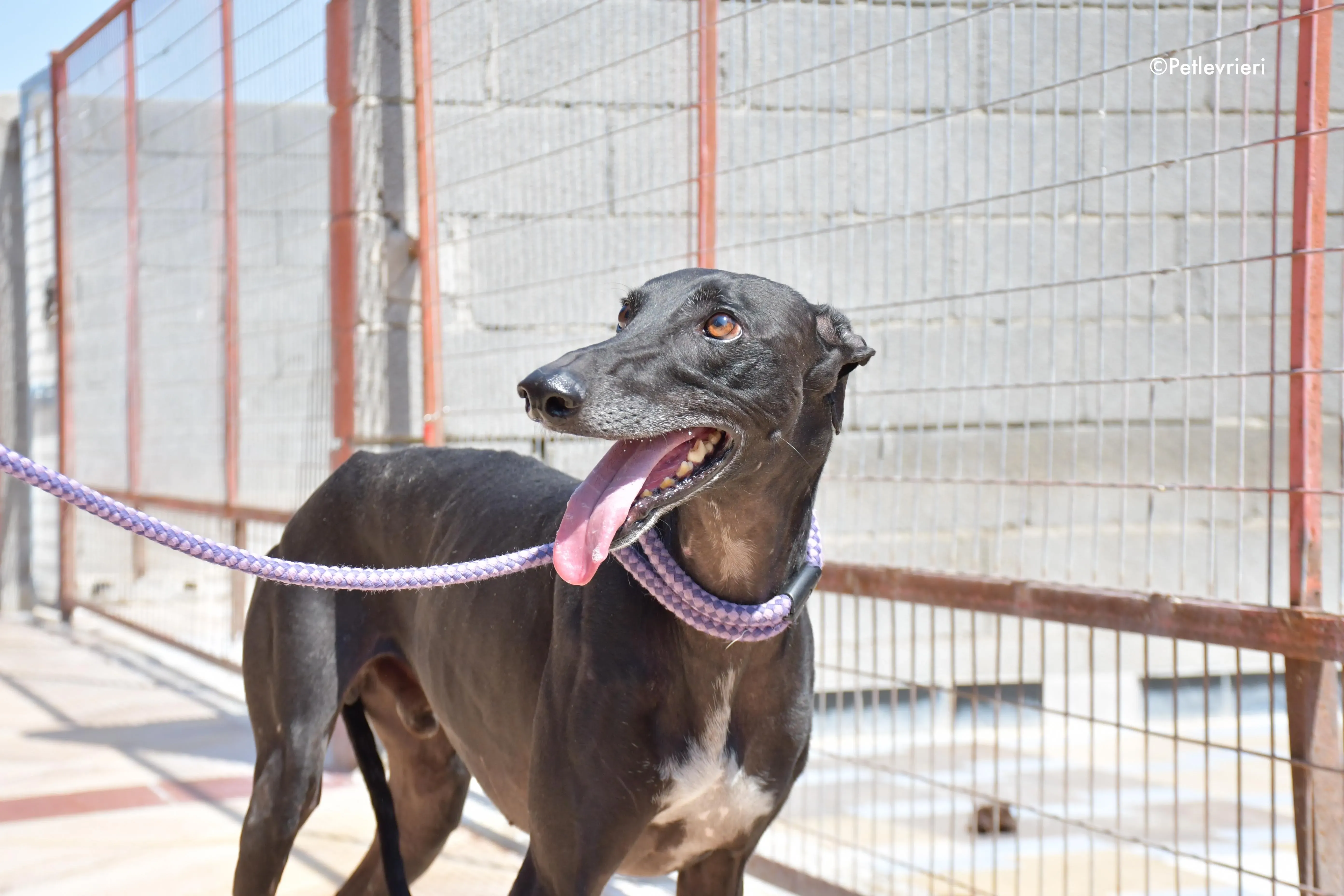 juice adozione levrieri galgo 9
