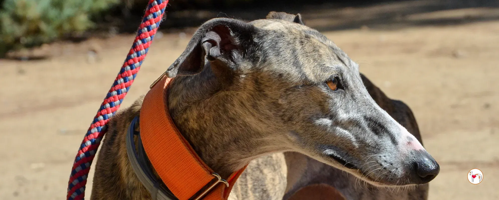 julia galgo adozione 00 copertina b