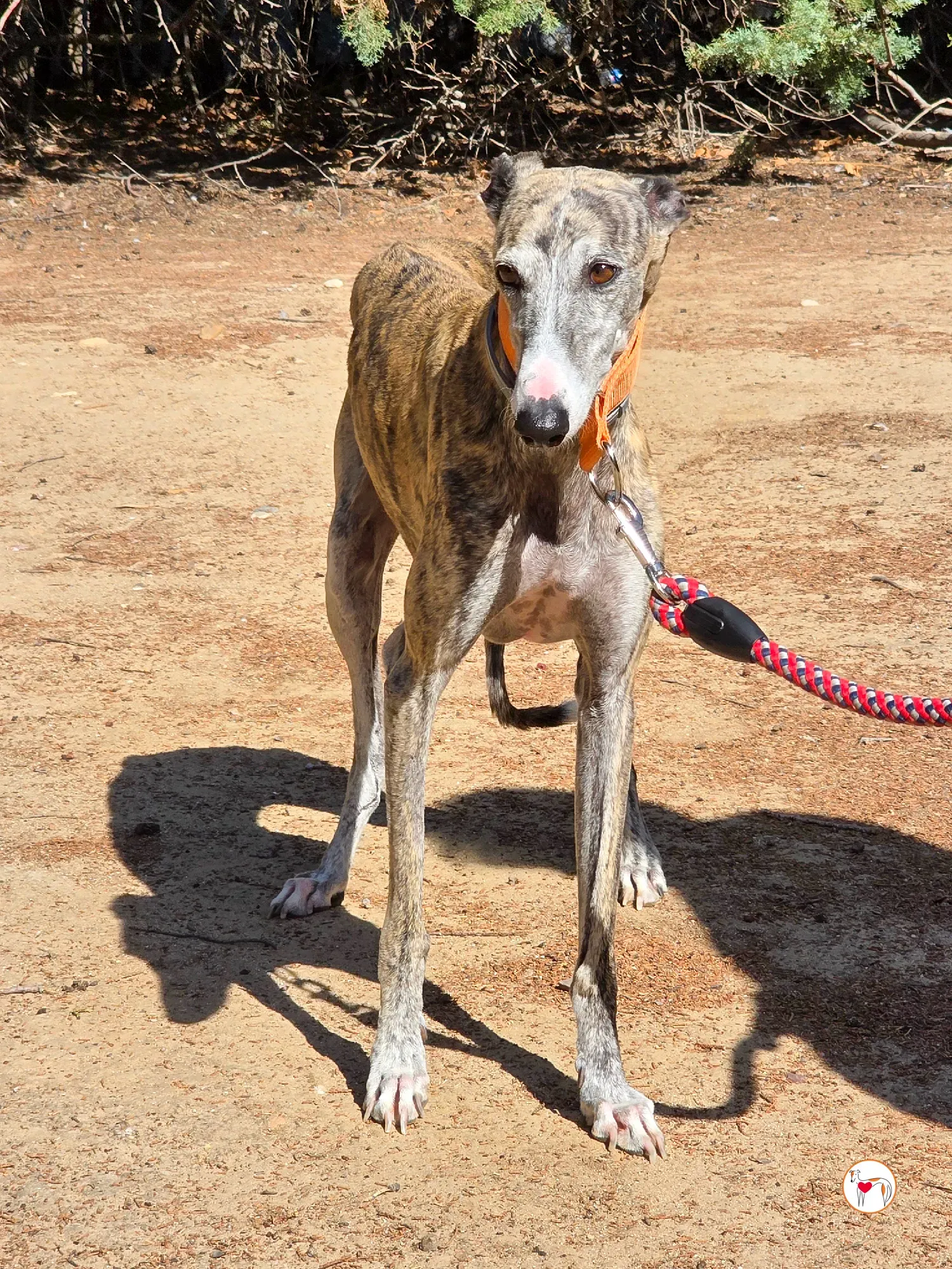 julia galgo adozione 1