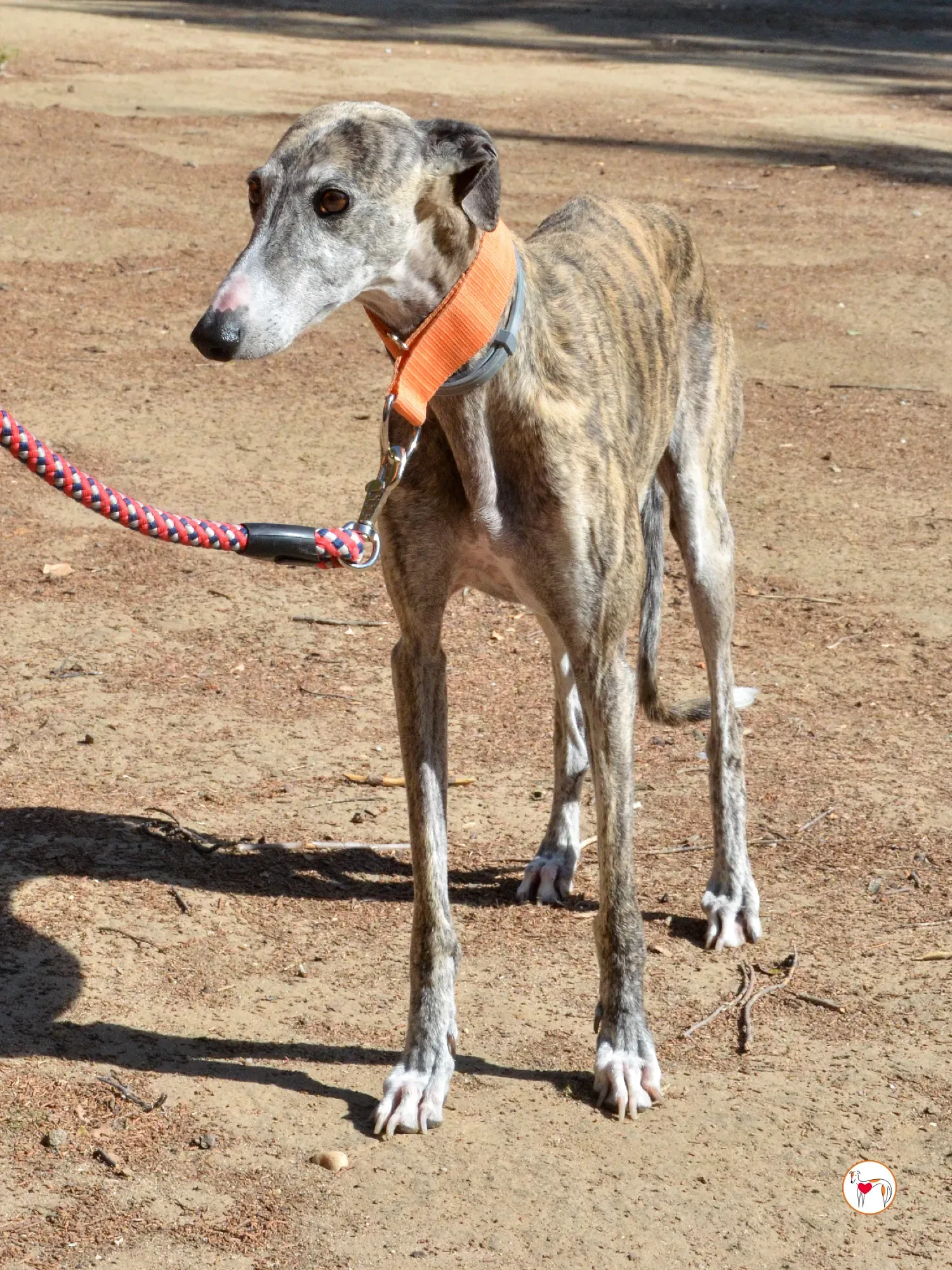 julia galgo adozione 10