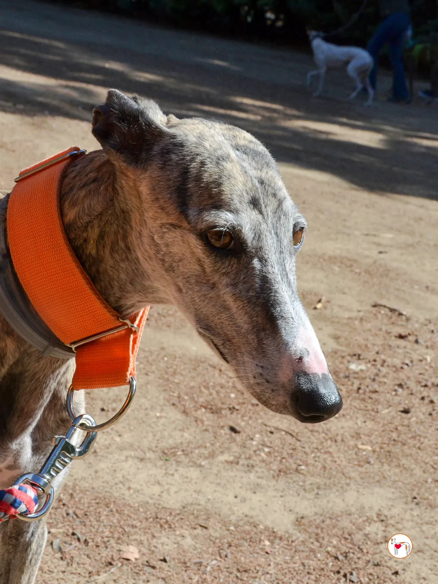 julia galgo adozione 11