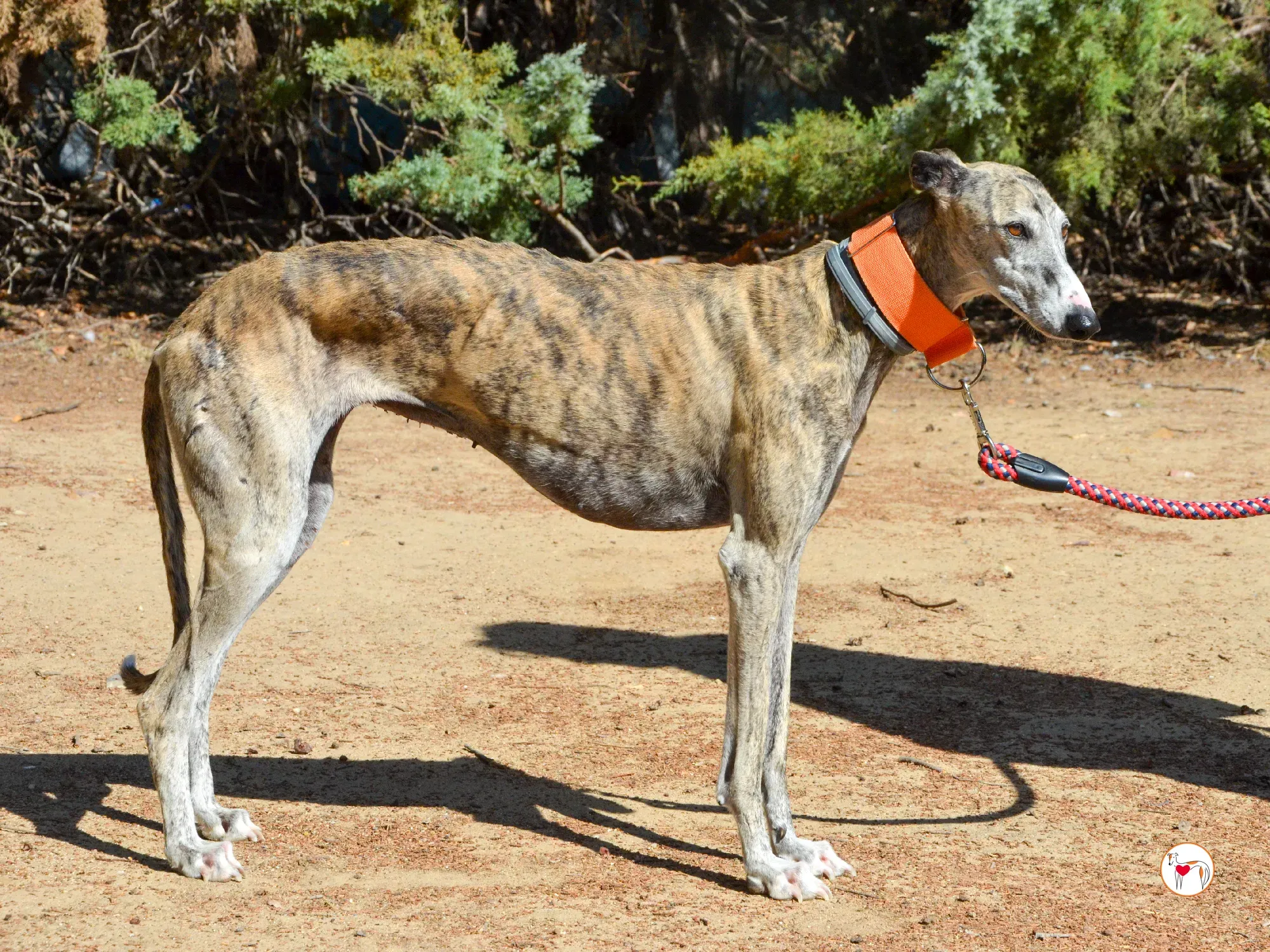 julia galgo adozione 12