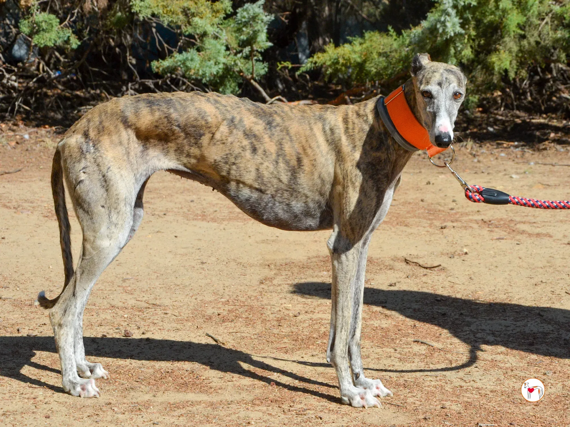 julia galgo adozione 13