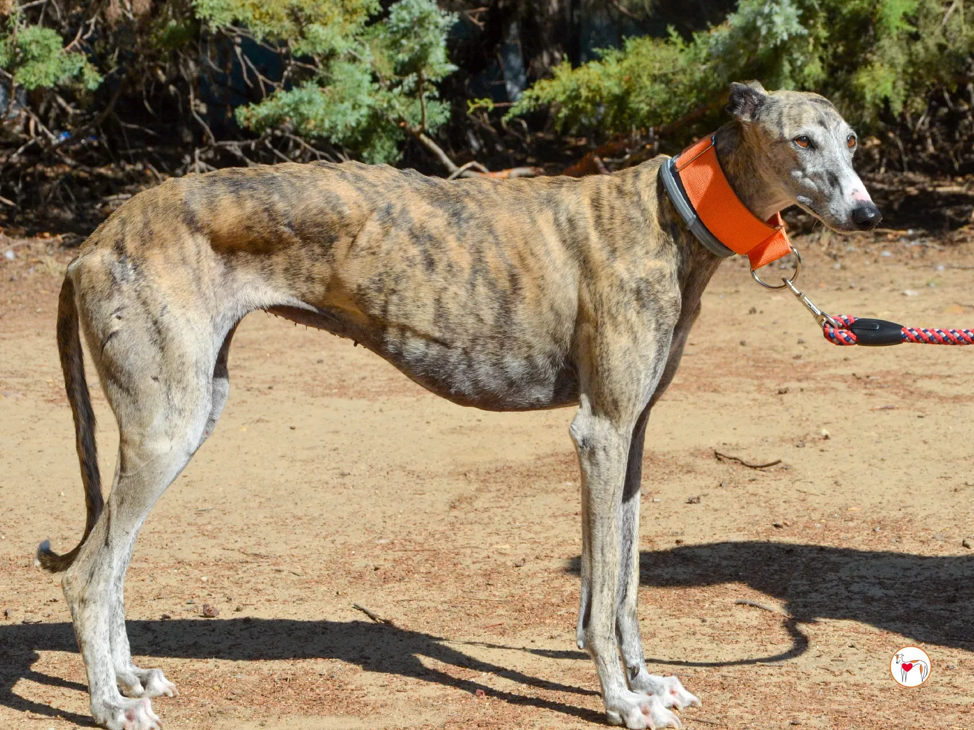 julia galgo adozione 14