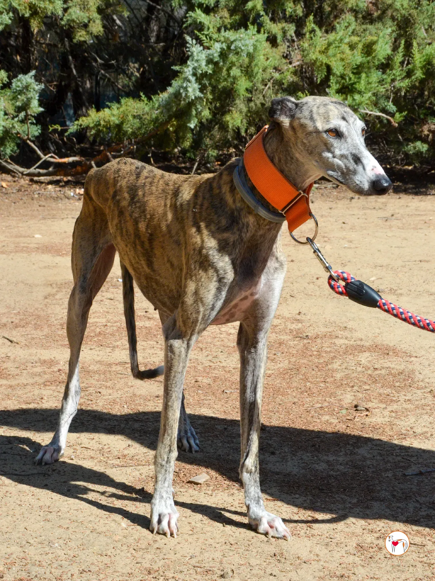 julia galgo adozione 15