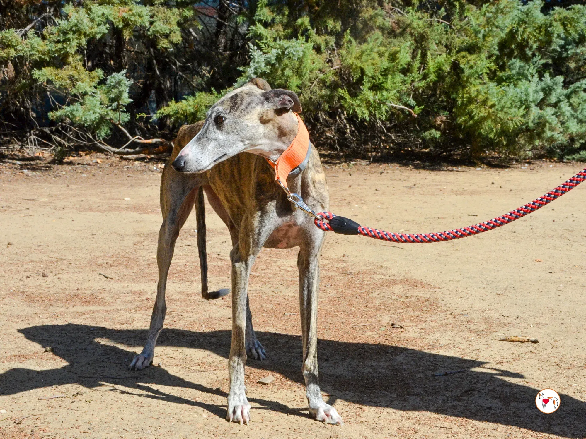 julia galgo adozione 16